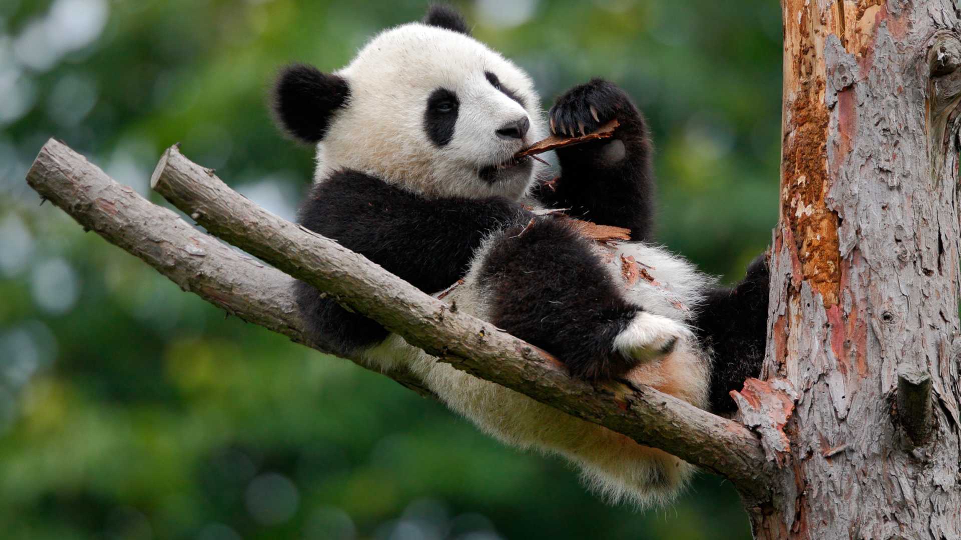 I panda hanno vinto, anche per la Cina non rischiano più l’estinzione