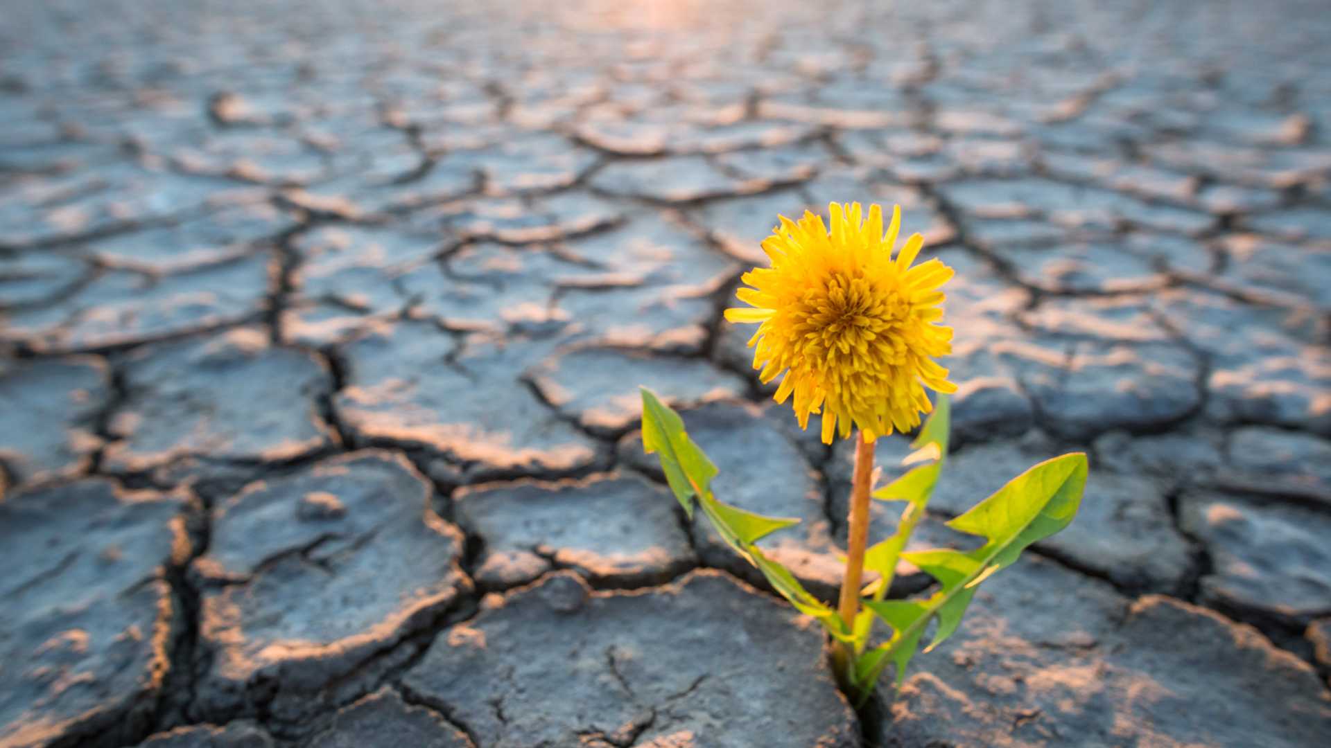 Gli scienziati cinesi hanno trovato il modo di coltivare nel deserto