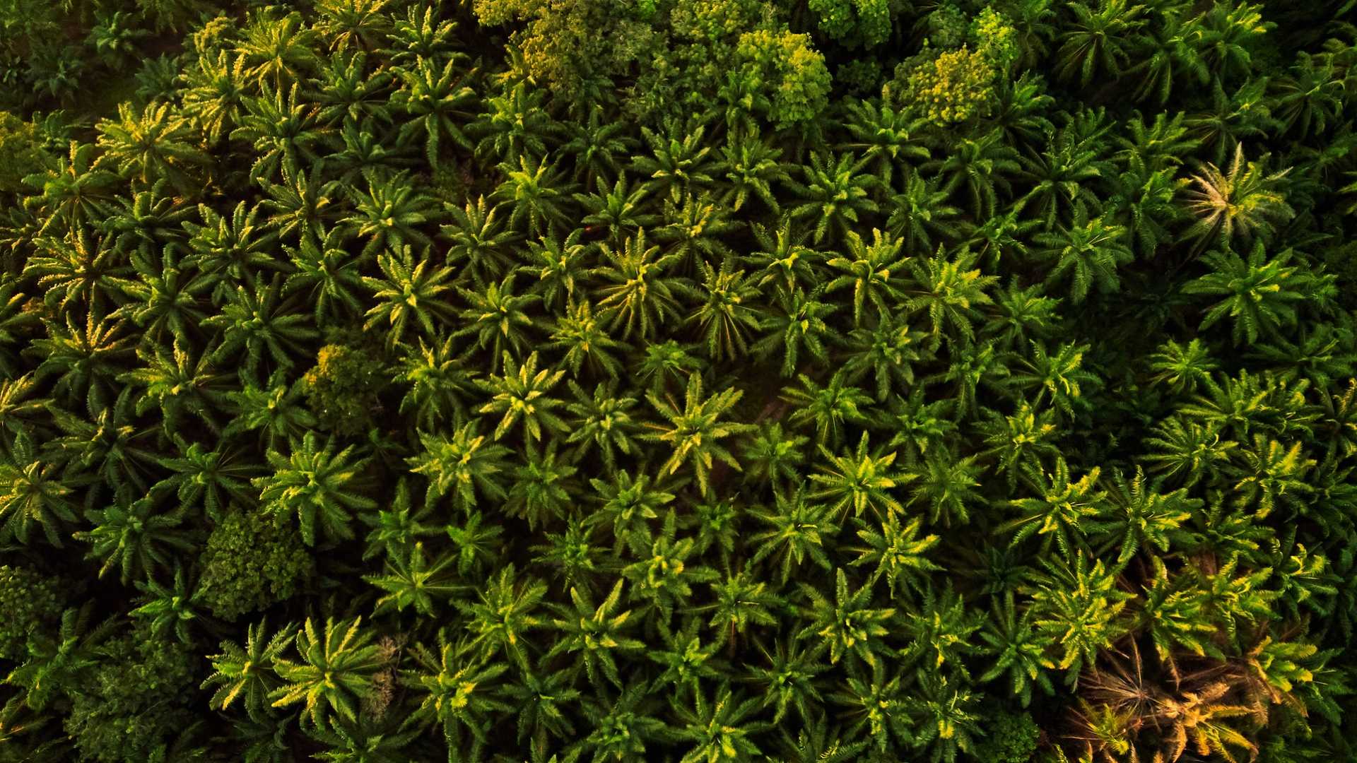 L’olio di palma si fa sostenibile e insegue la redenzione