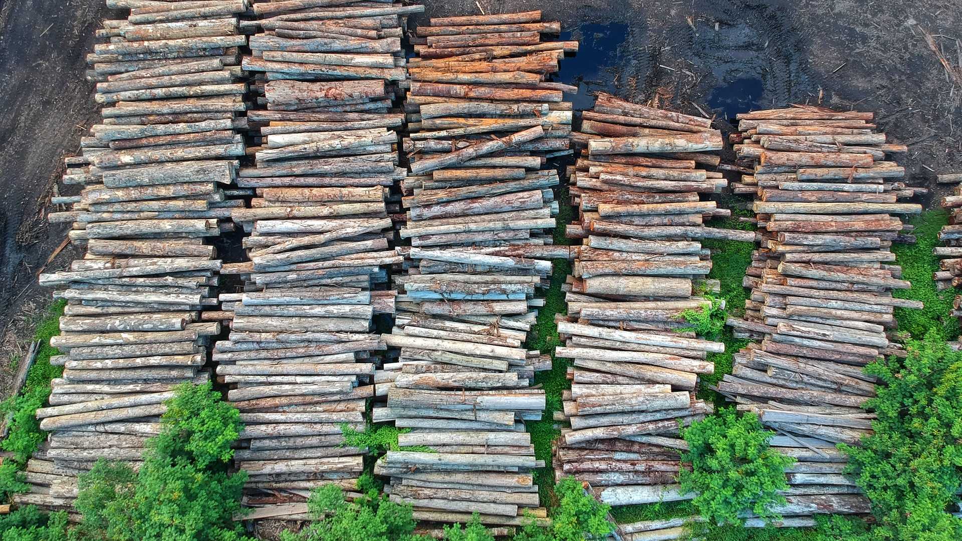 COP26, arriva un accordo tra 126 nazioni contro la deforestazione