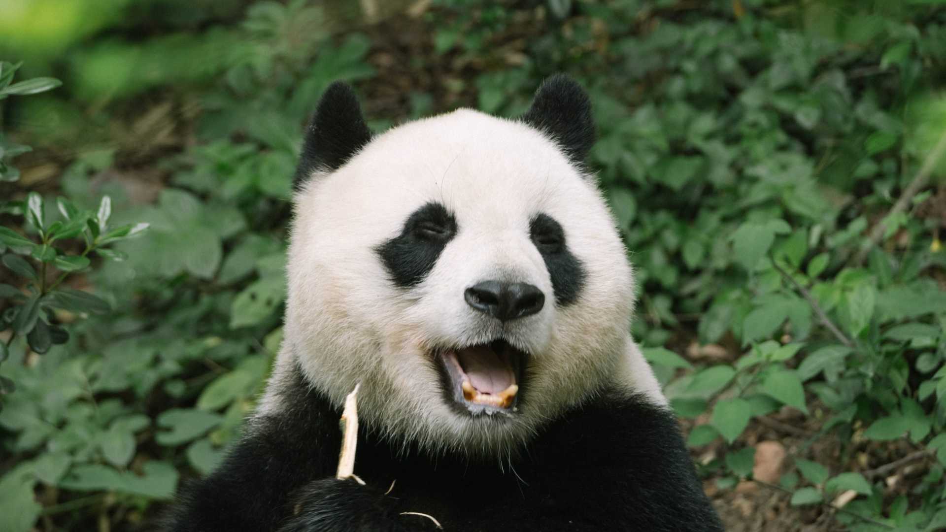 Oggi per la protezione dei panda scende in campo l’intelligenza artificiale