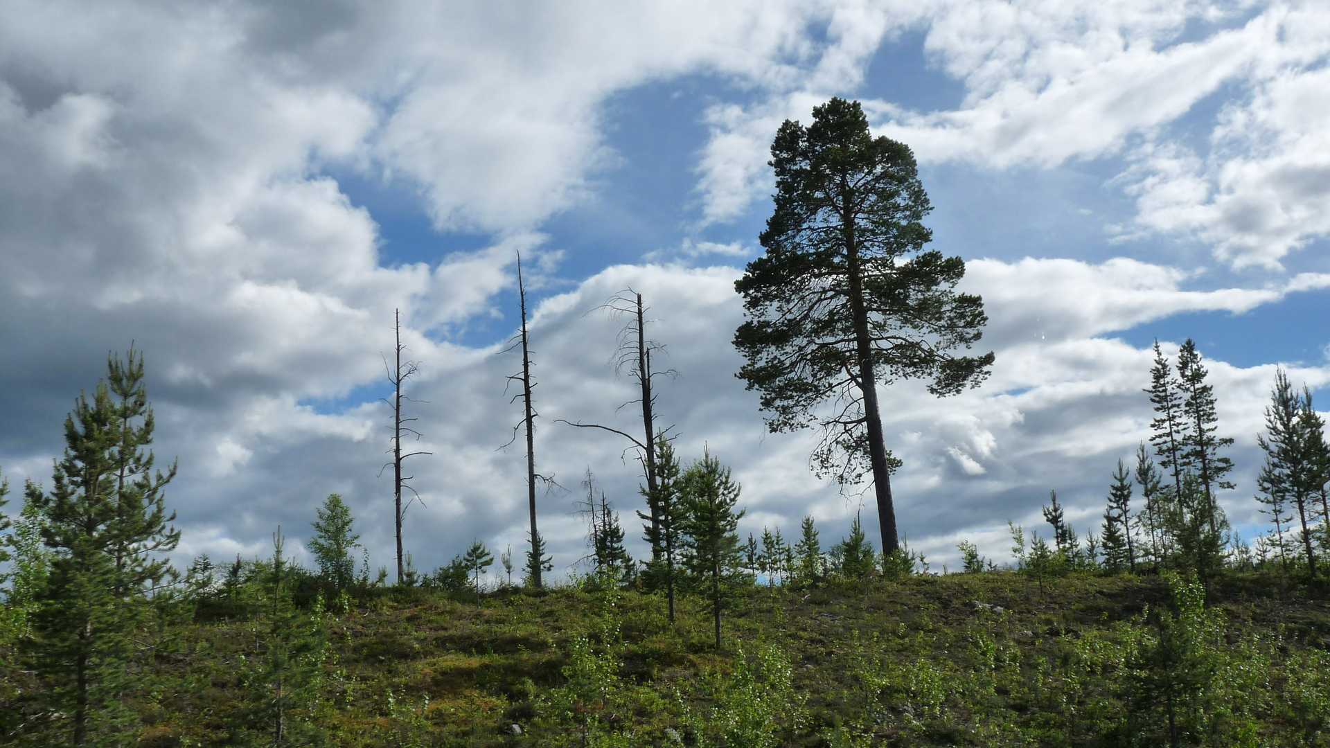 Mentre la popolazione aumenta, le foreste continuano a diminuire