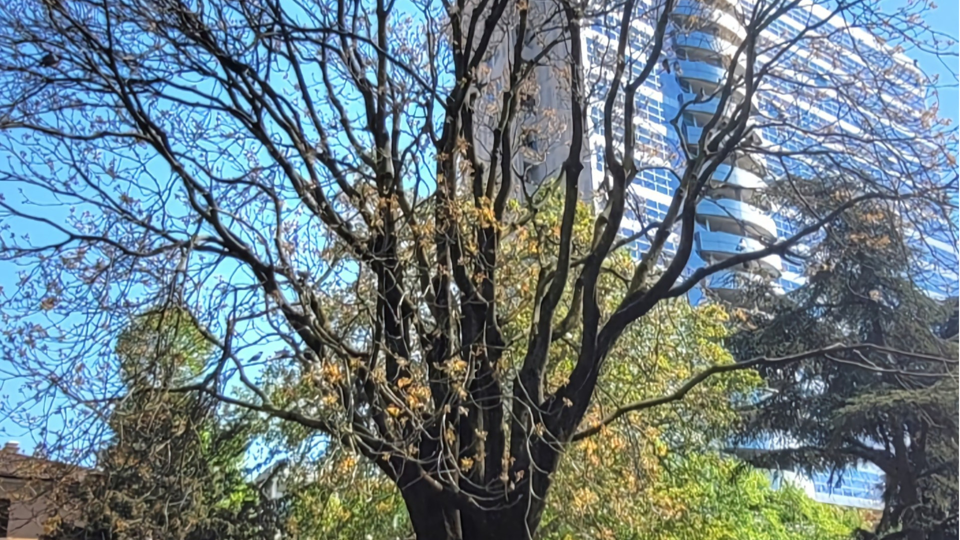 L’ailanto albero esotico invasivo e pioniere  sempre più in vista