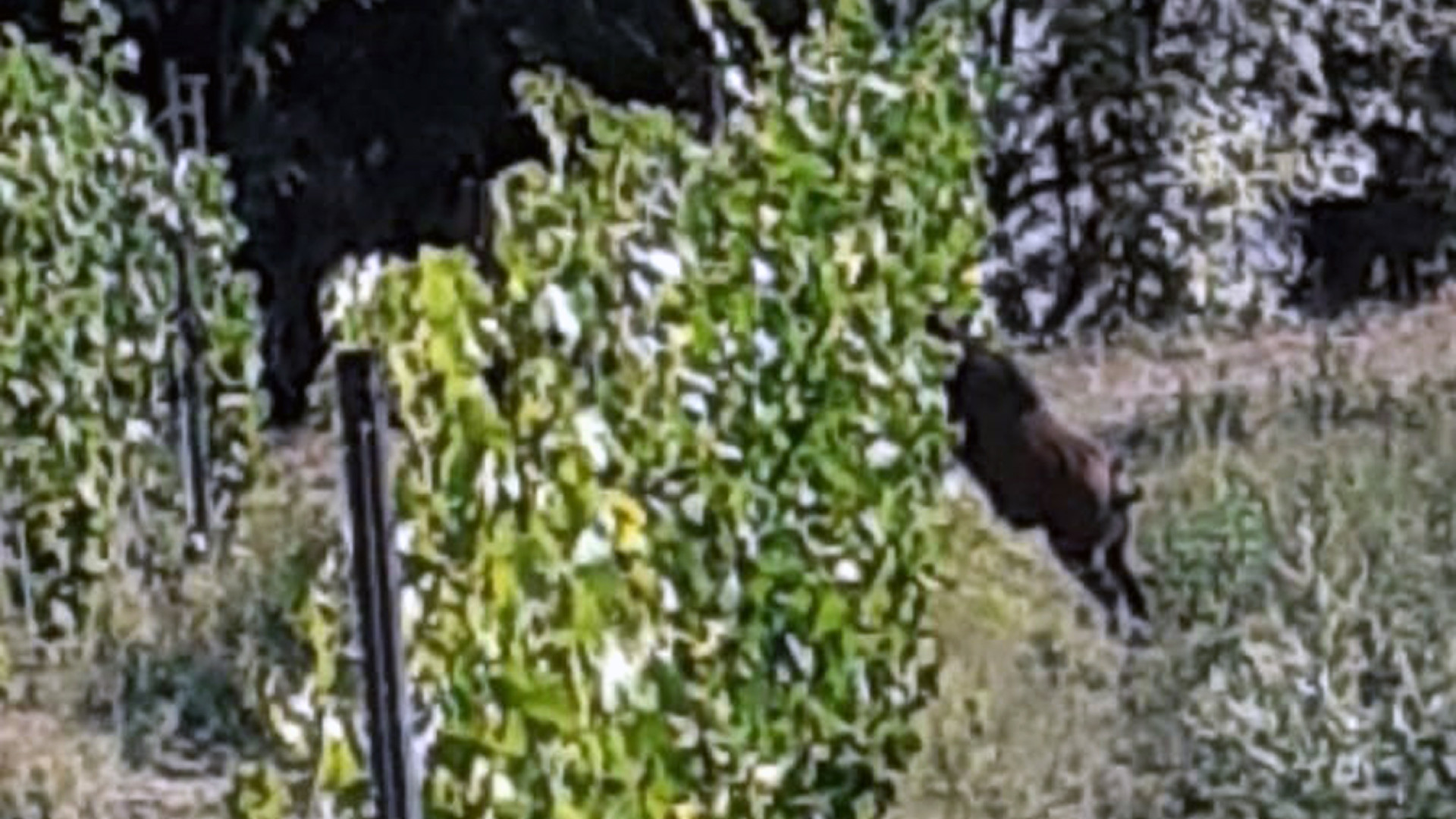 "Fauna selvatica fuori controllo", l'allarme degli agricoltori a Bobbio