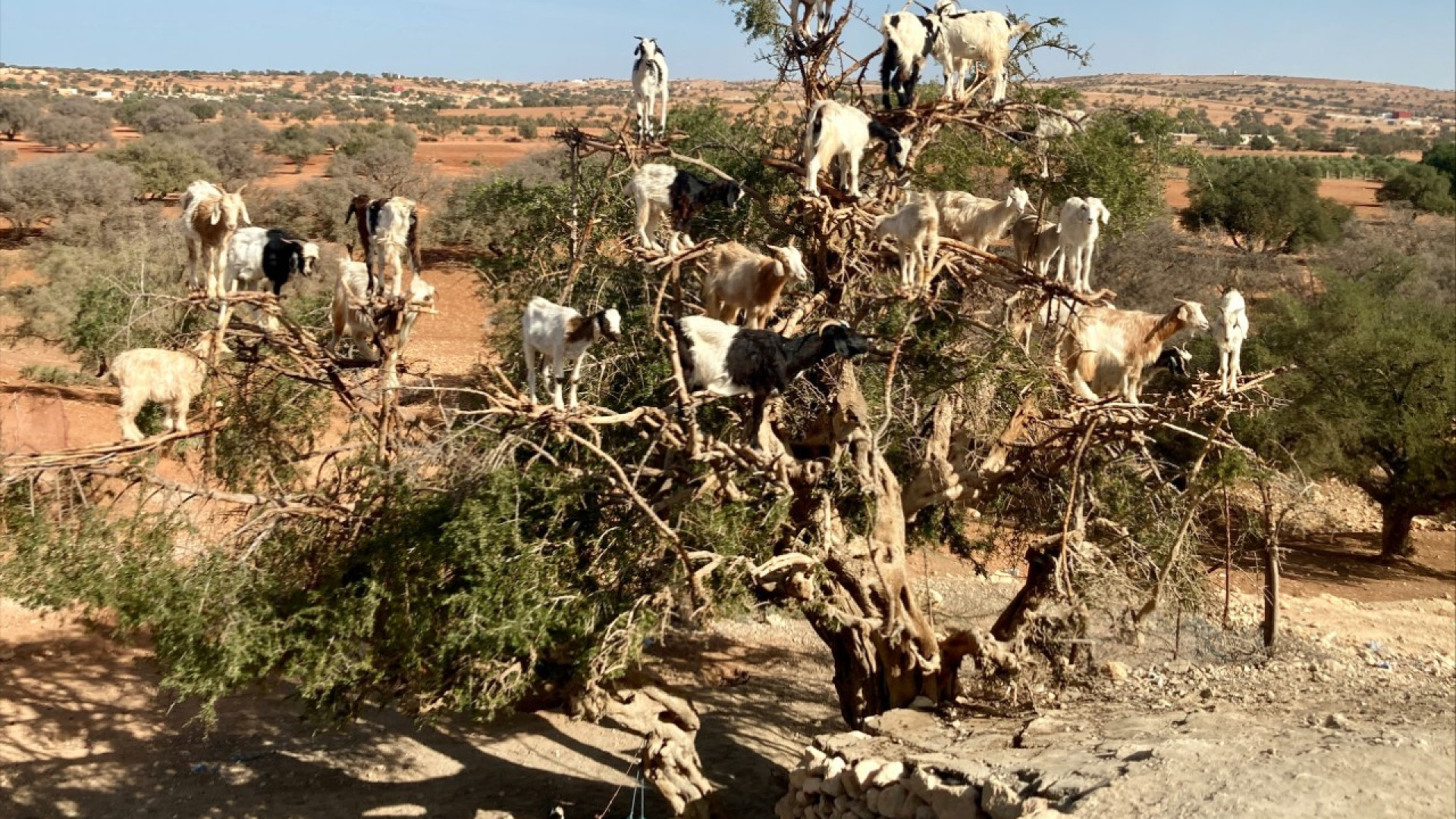 Un passo nel mondo. In Marocco "medina" colorata di spezie e capre sugli alberi