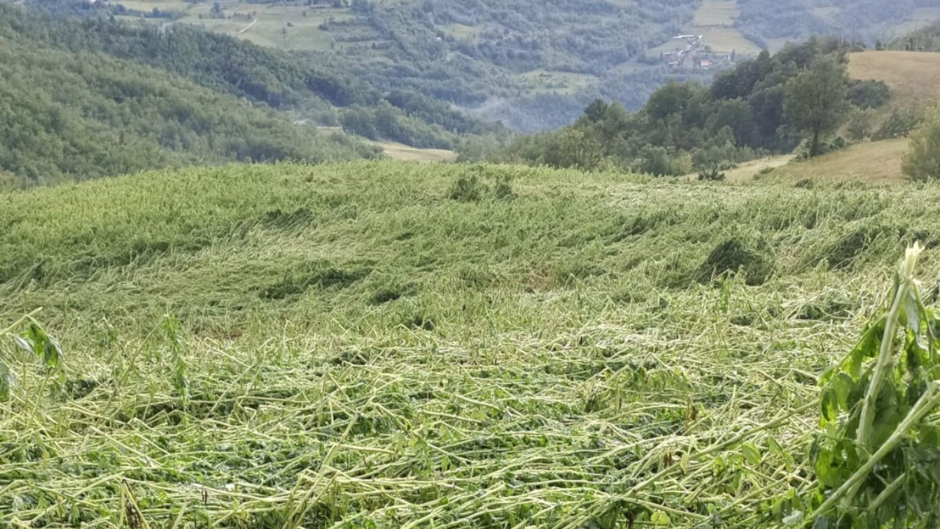 Maltempo in val Perino: danneggiati campi di orzo, favino ed erba medica