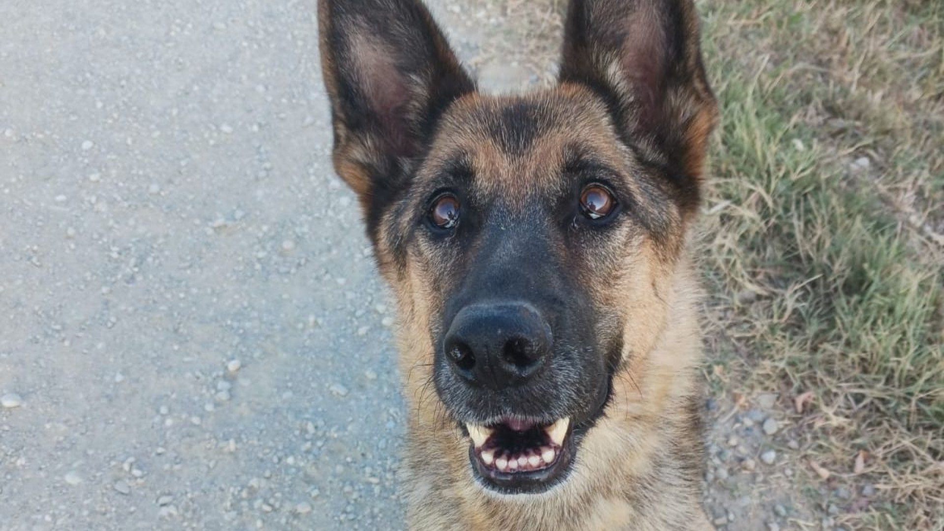 Castell'Arquato, l'appello delle volontarie: "Servono coperte per cani e gatti"