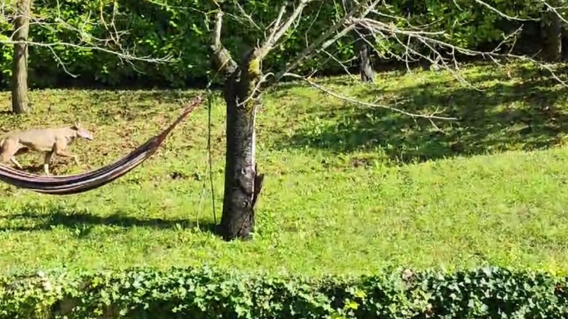 Lupo a spasso nel giardino di una casa a Bettola, in alta Val Nure due cani uccisi