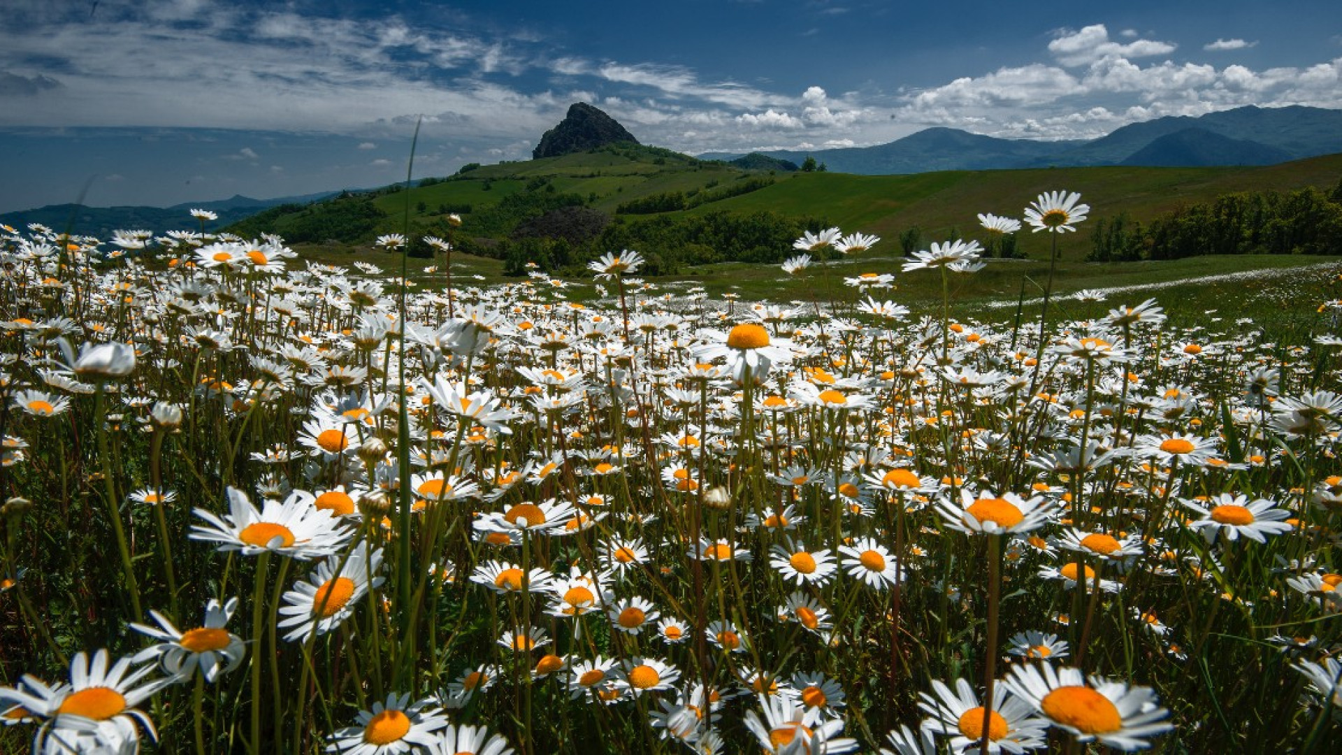 Alla scoperta dei fiori che colorano il paesaggio attorno alla Pietra Parcellara