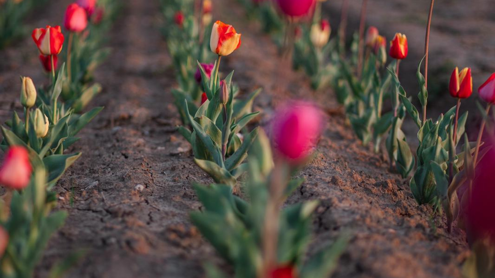 Alla Cascina Gina di Caorso arrivano tulipani e narcisi, inaugurato il nuovo campo