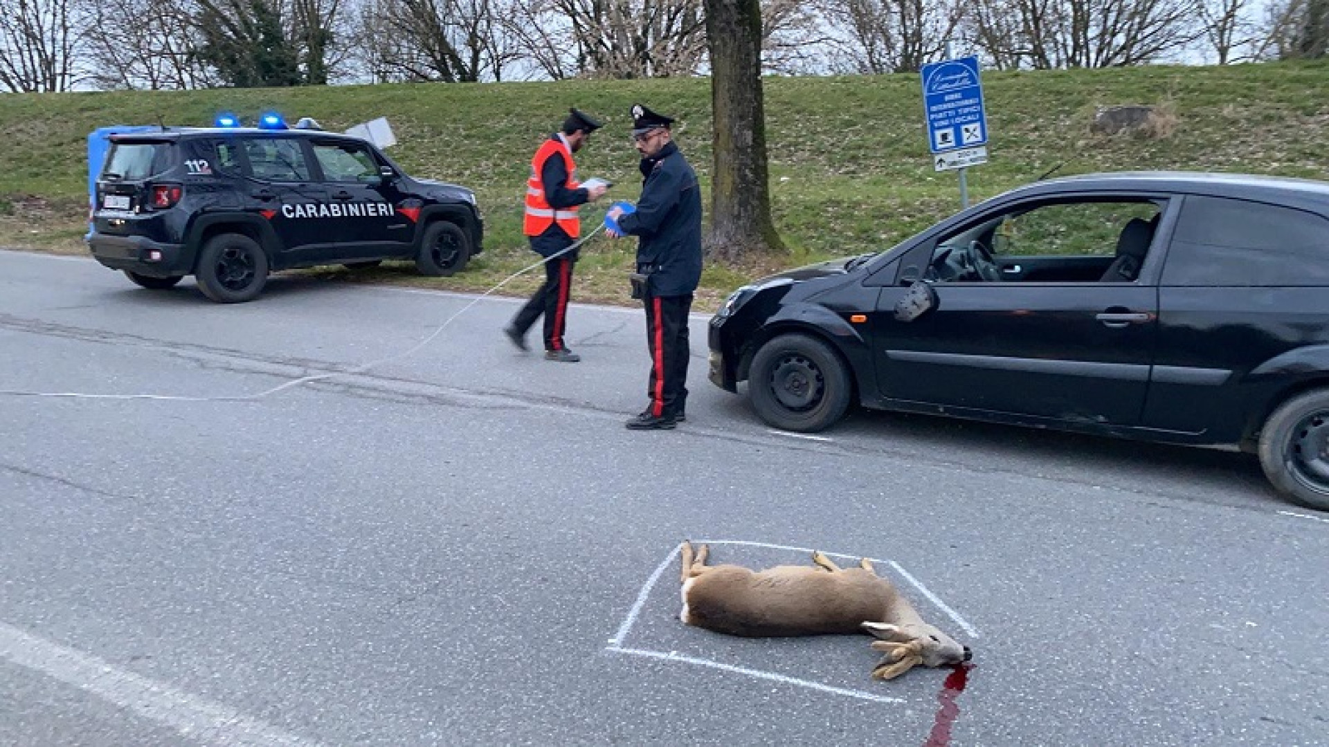 Capriolo si schianta contro un'auto: 29enne ferita, animale morto