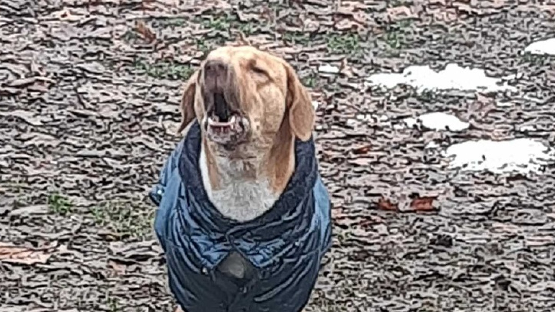 Fiorenzuola, abbandona il cane ma viene identificata dalle guardie Enpa