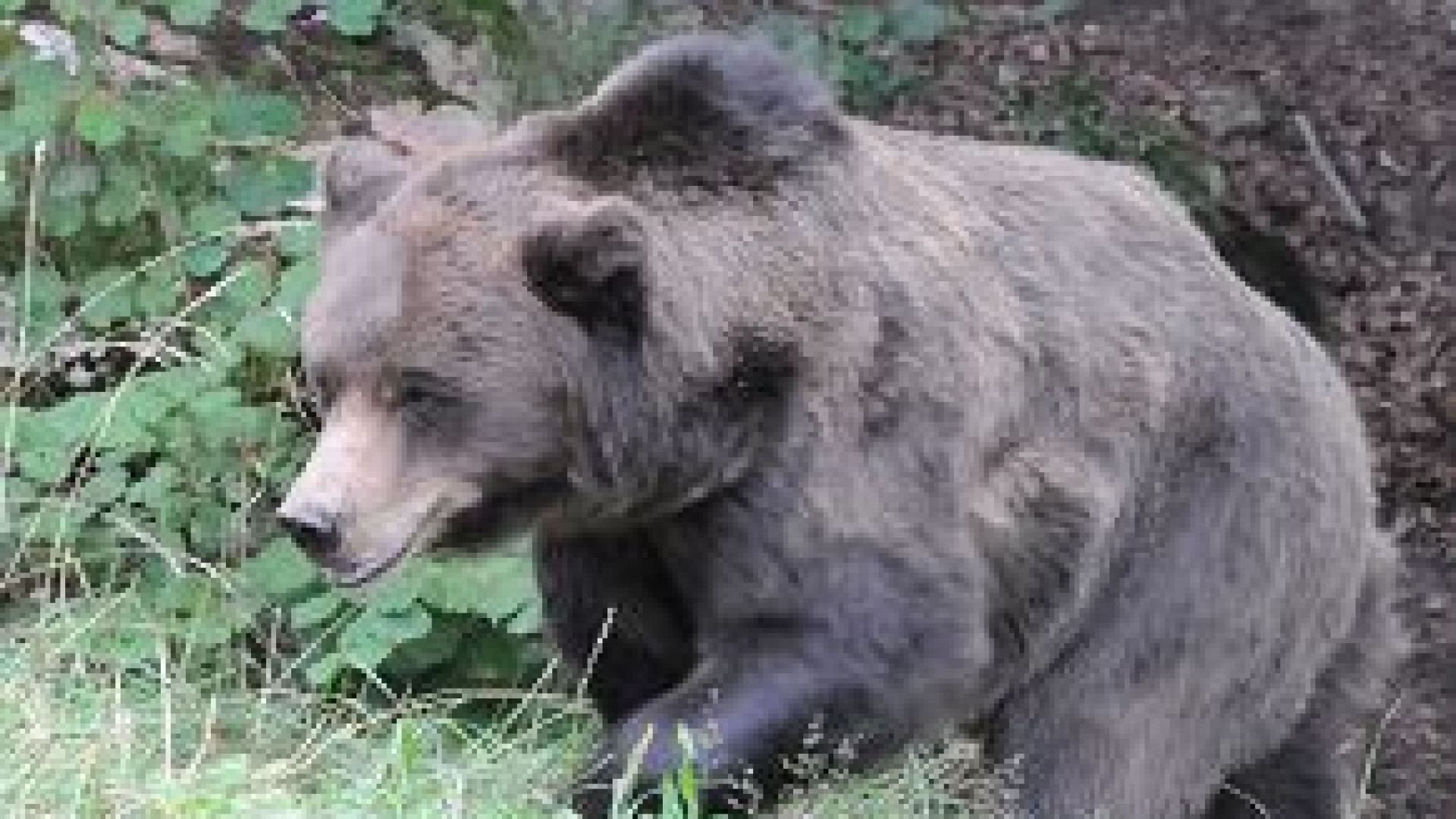 "Un orso nei boschi della Val Trebbia?": voci e avvistamenti sospetti