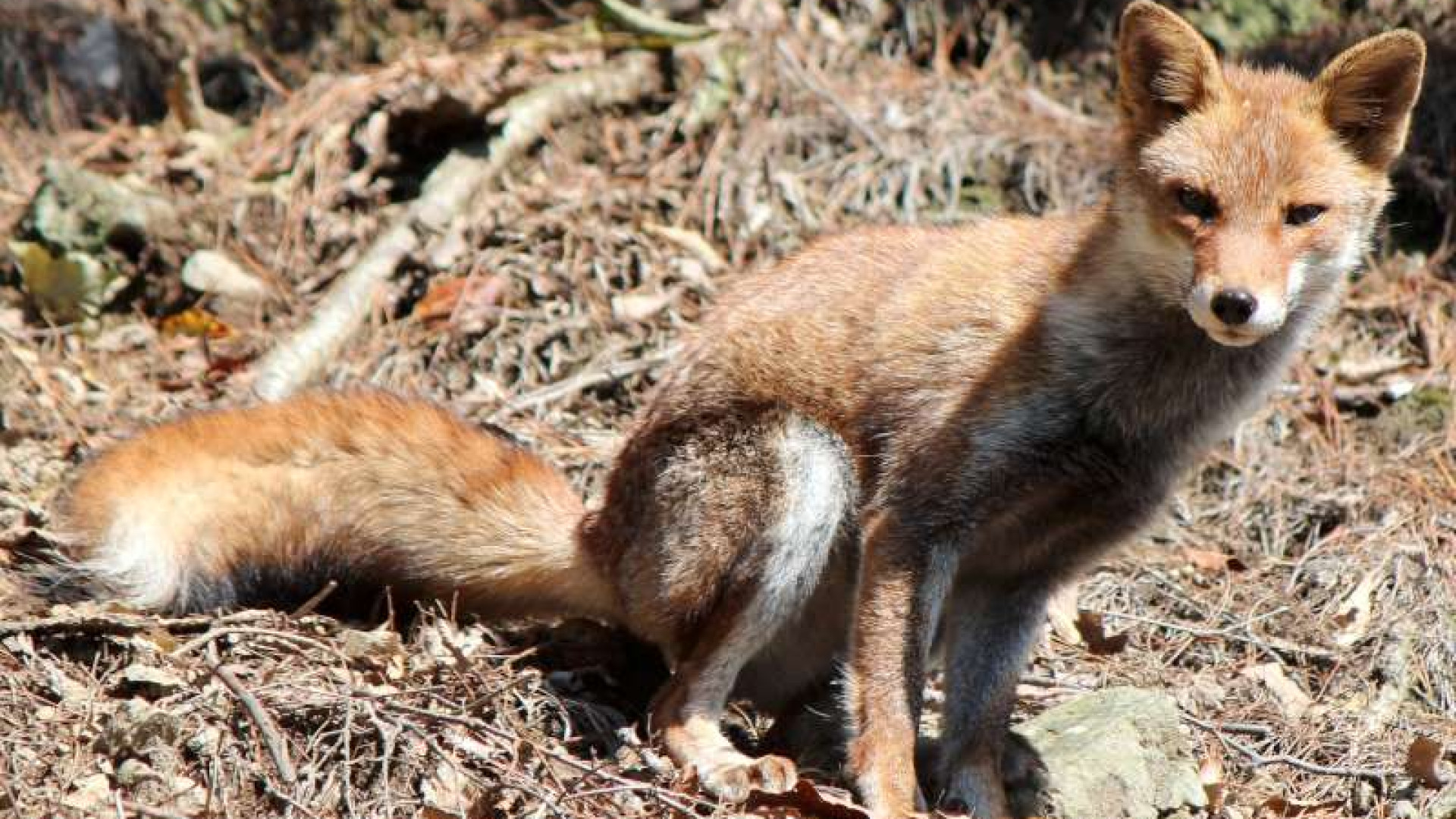 A caccia di animali, ma con le foto-trappole. Domenica 11 giugno il ritrovo a Pianello