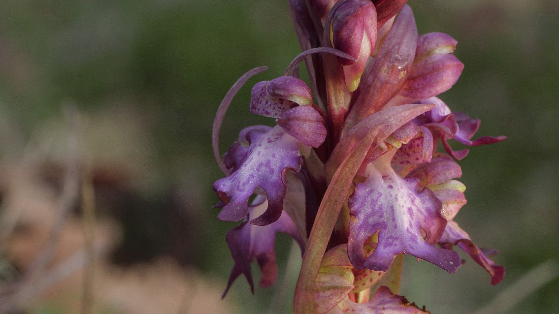 Bucaneve, campanellino e barlia robertiana: i fiori invernali nel Piacentino