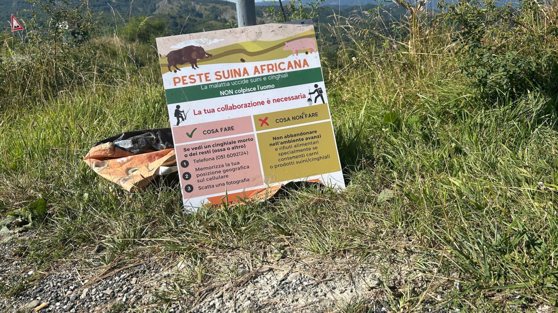 Peste suina, revocata la zona di restrizione 3 scattata a luglio nel Piacentino