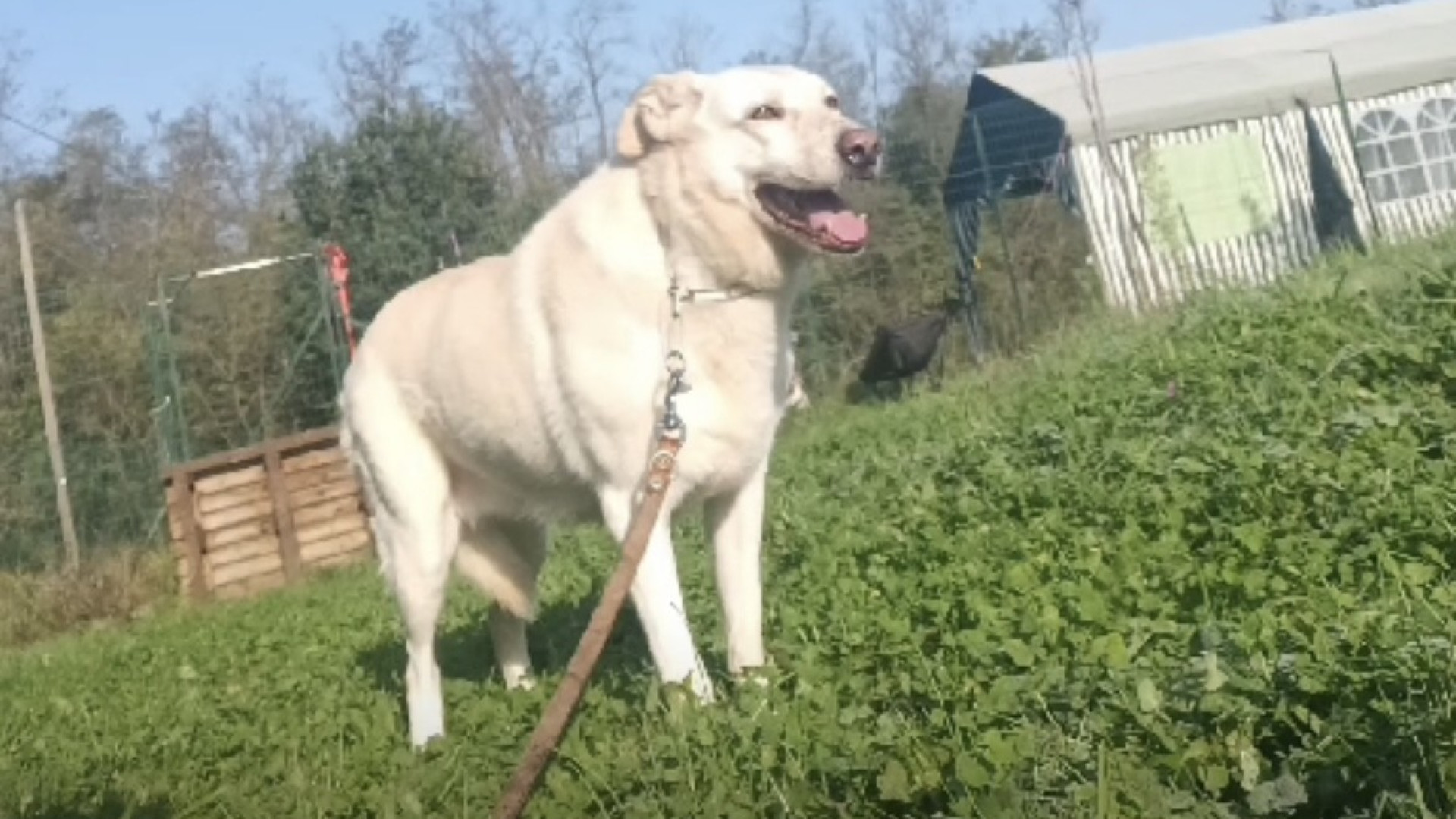 Olivia salvata dal maltrattamento ora cerca casa e famiglia