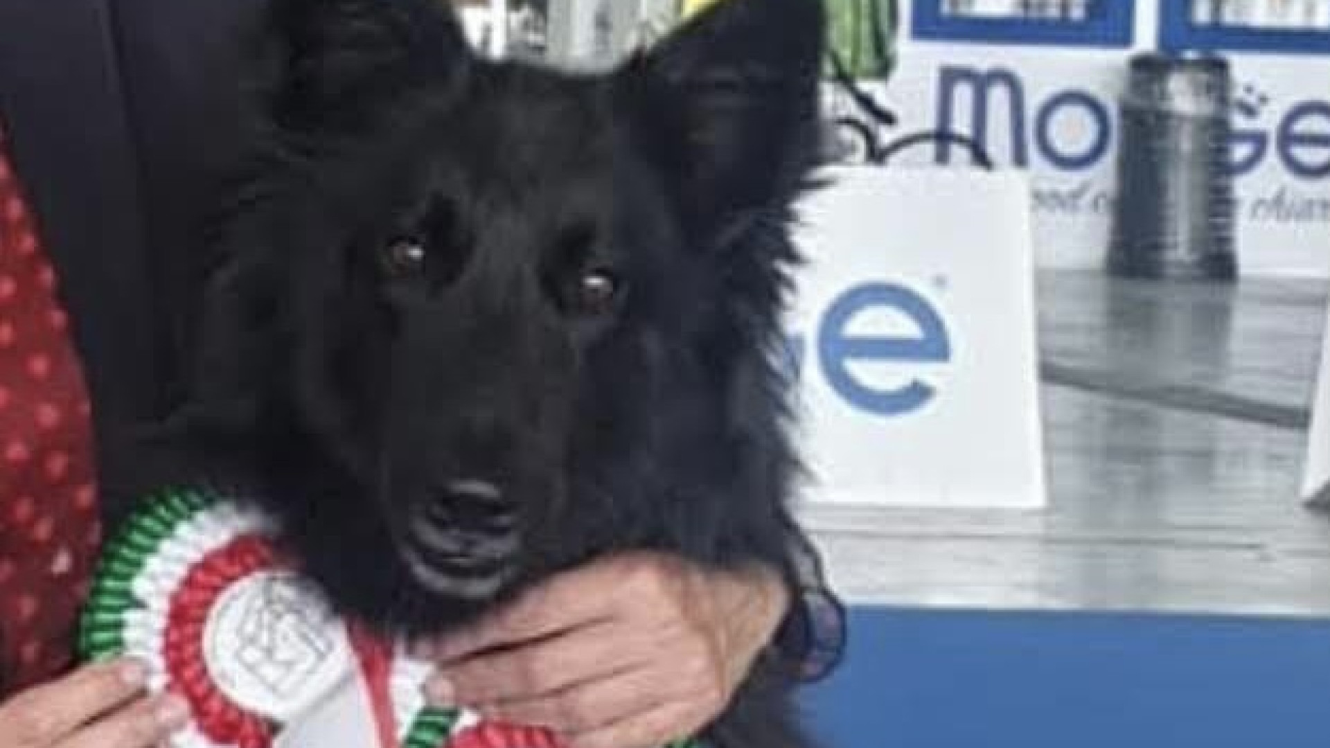 Lucky, la vicenda del pastore belga conteso: il tribunale dà ragione all'allevamento