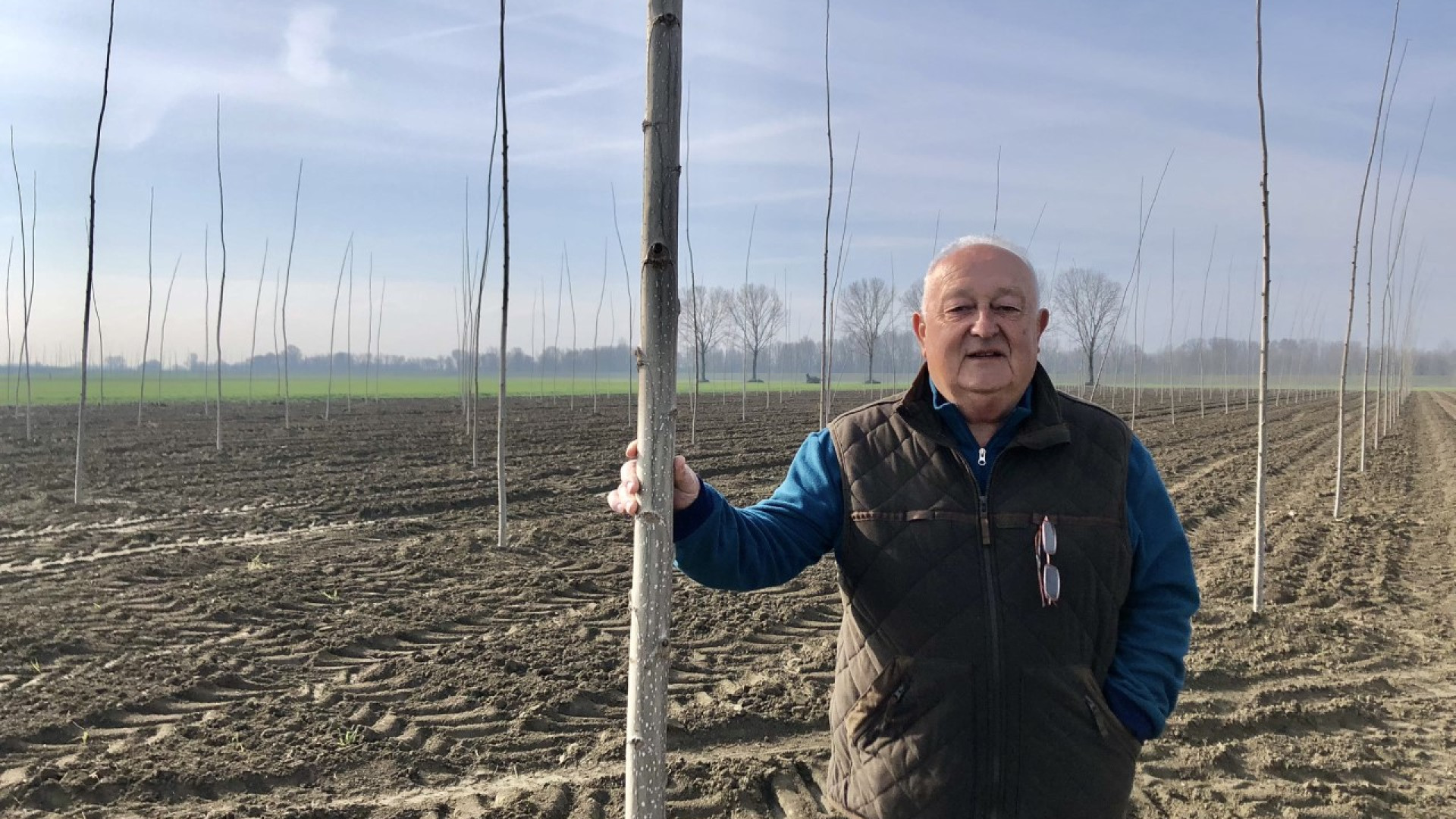 Calendasco, a Boscone Cusani due agricoltori piantano oltre 7mila pioppi