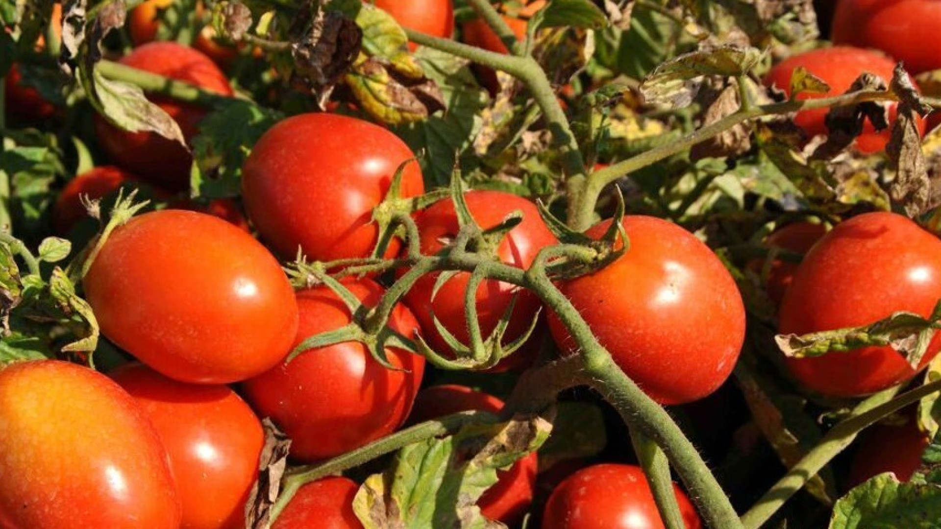 Pomodoro, non c'è l'accordo. Confagricoltura esprime perplessità