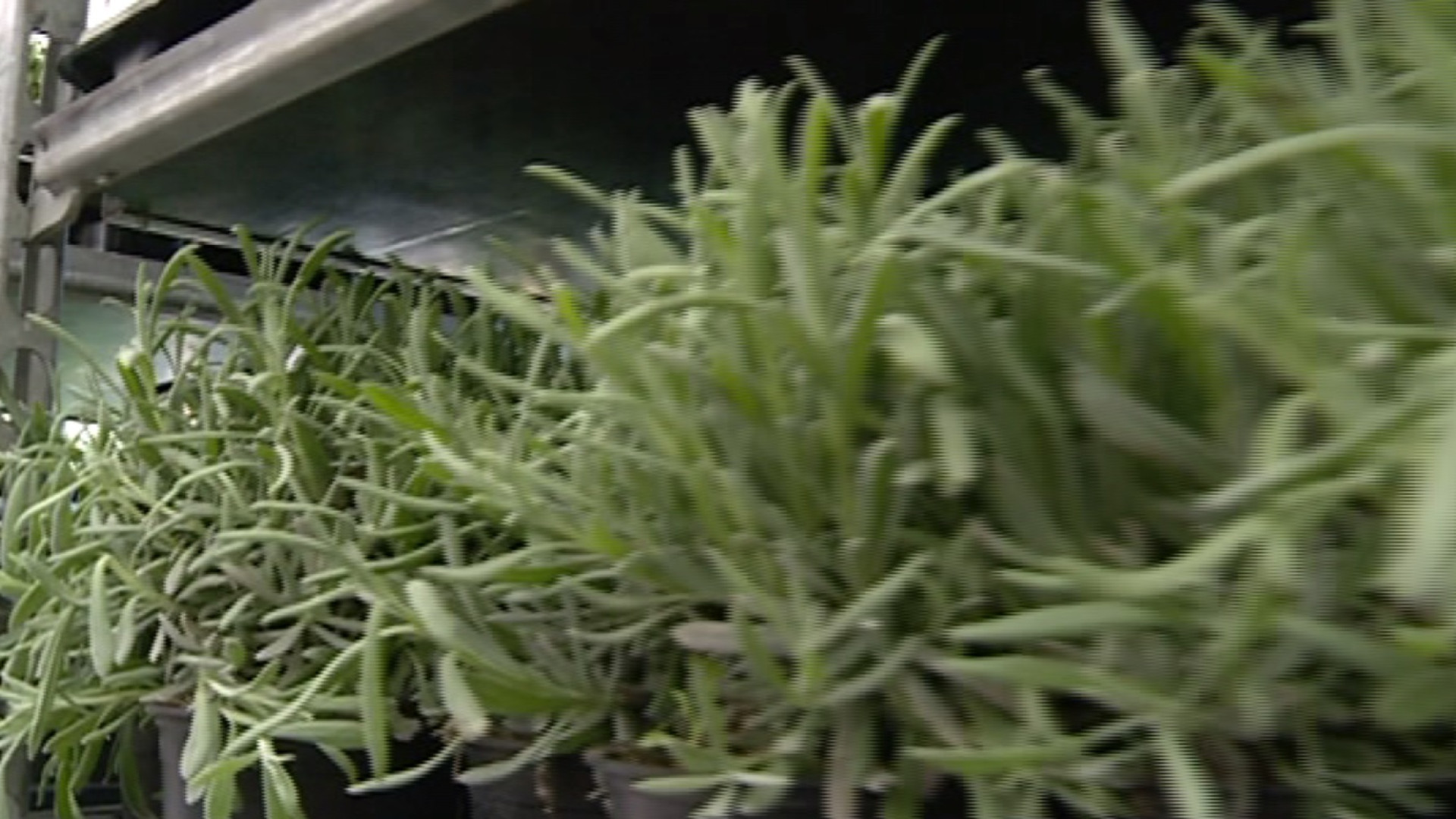 Piante aromatiche, i segreti per coltivarle sul balcone di casa