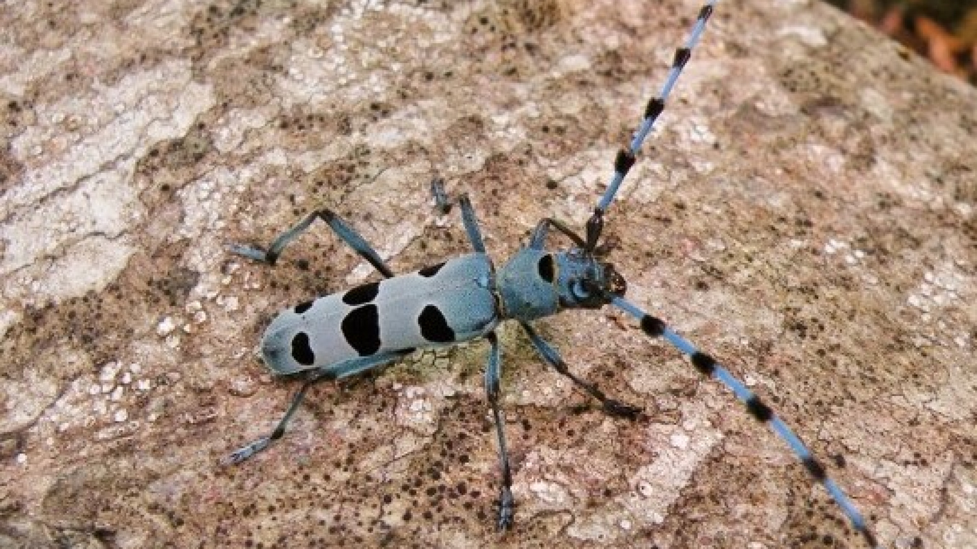 "Che fine ha fatto la rosalia alpina?": nel Piacentino si cerca questo raro insetto