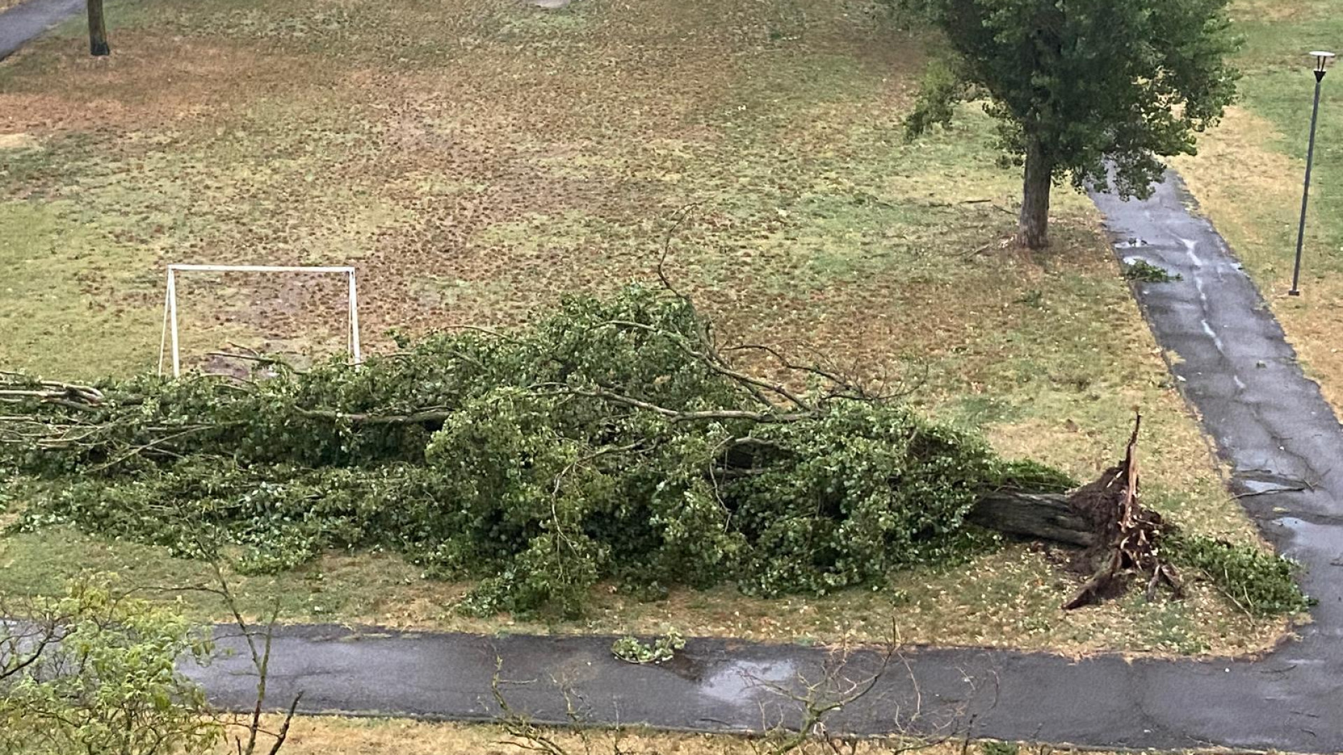 Violento temporale, pioggia e vento: alberi caduti, via la luce a Bettola e Gropparello