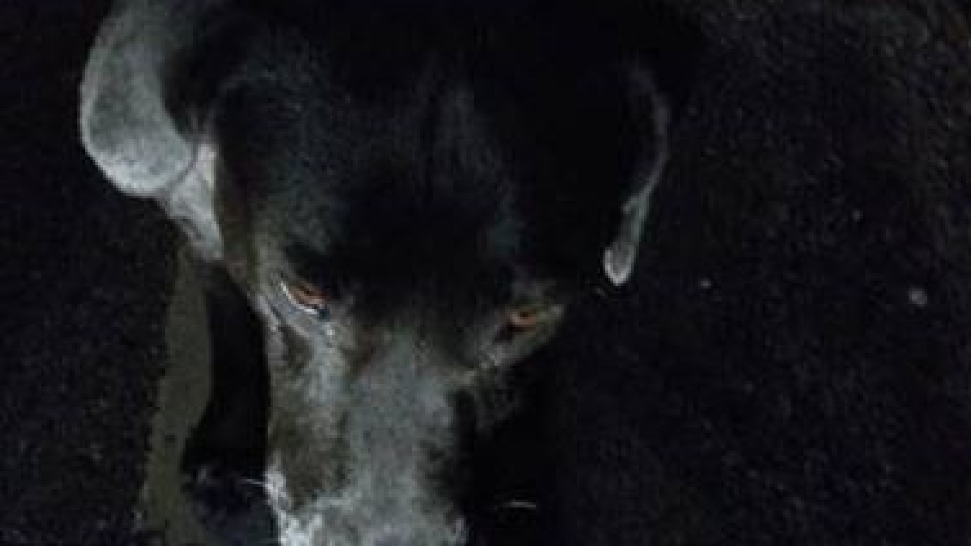 Cane smarrito sulla Provinciale in Val Nure, salvato dal Metronotte