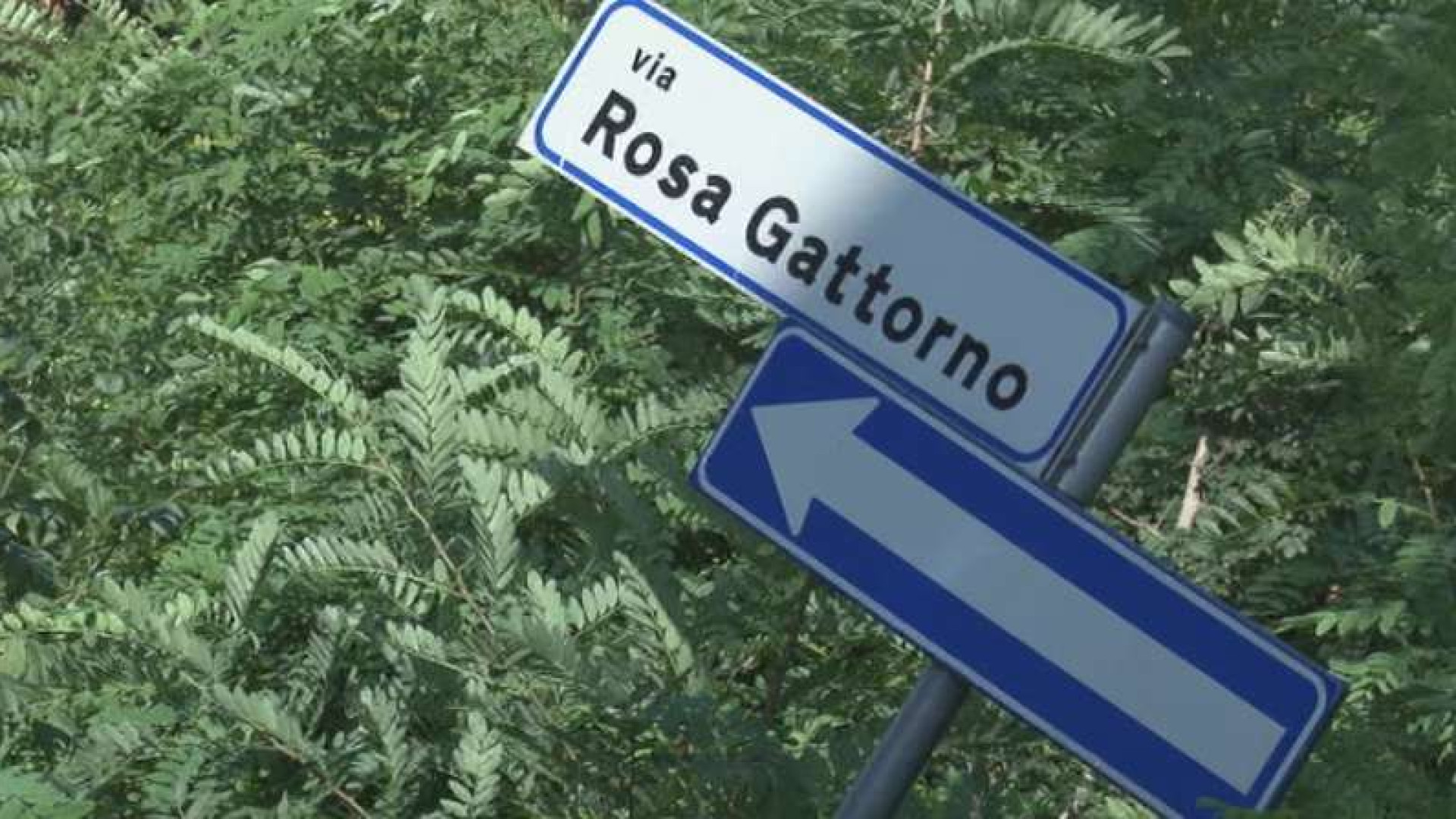 Topi e zanzare in via Rosa Gattorno. Degrado al "boschetto" di viale Malta