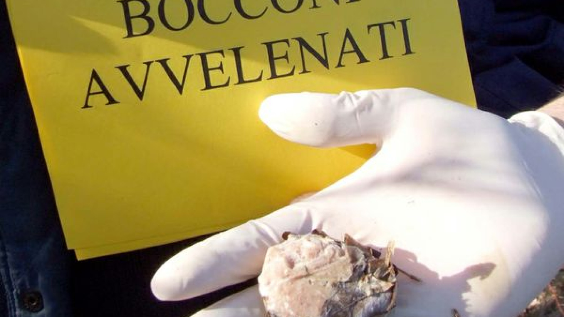 L'allarme: "Settanta animali avvelenati negli ultimi 5 anni"