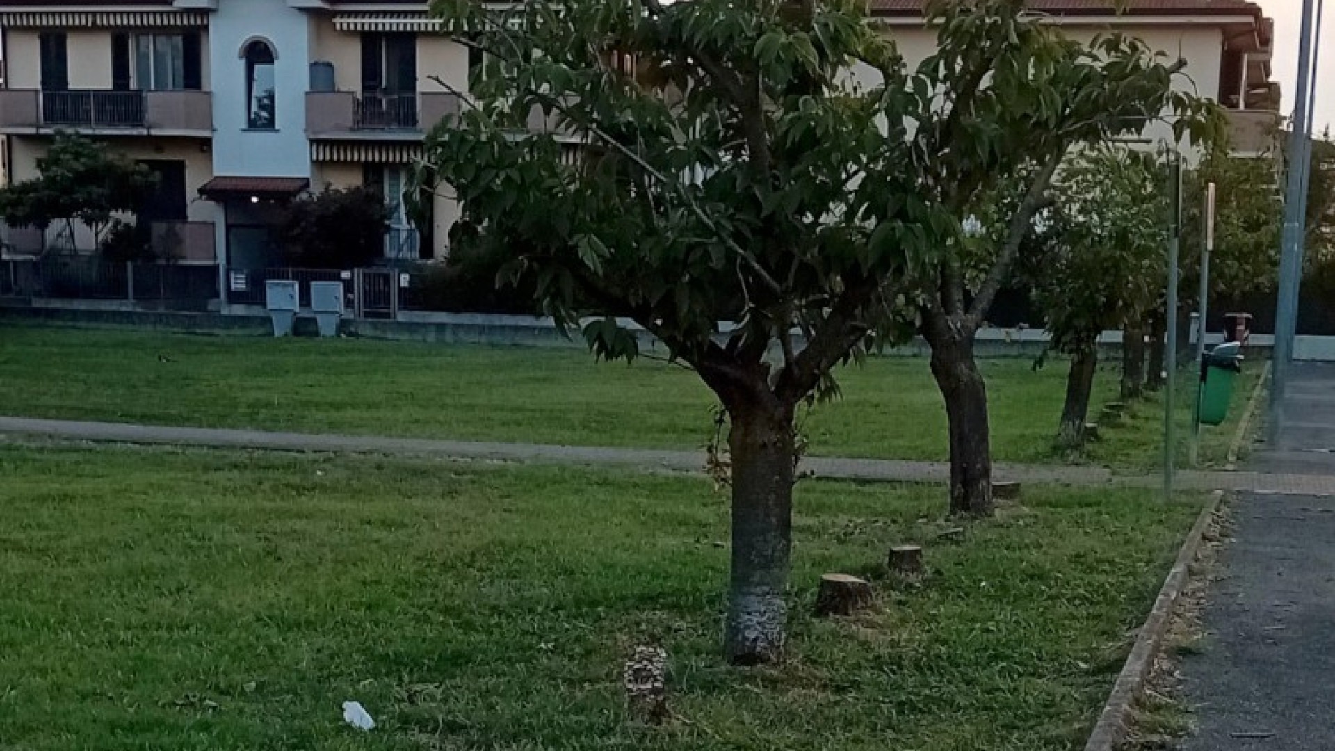 Abbattimento selettivo a Gossolengo, eliminati alberi secchi e pericolosi