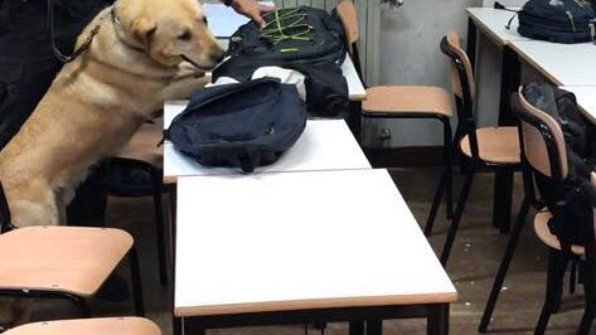 Controlli antidroga nelle scuole, quattro giovani segnalati. Marijuana lanciata giù dalla finestra