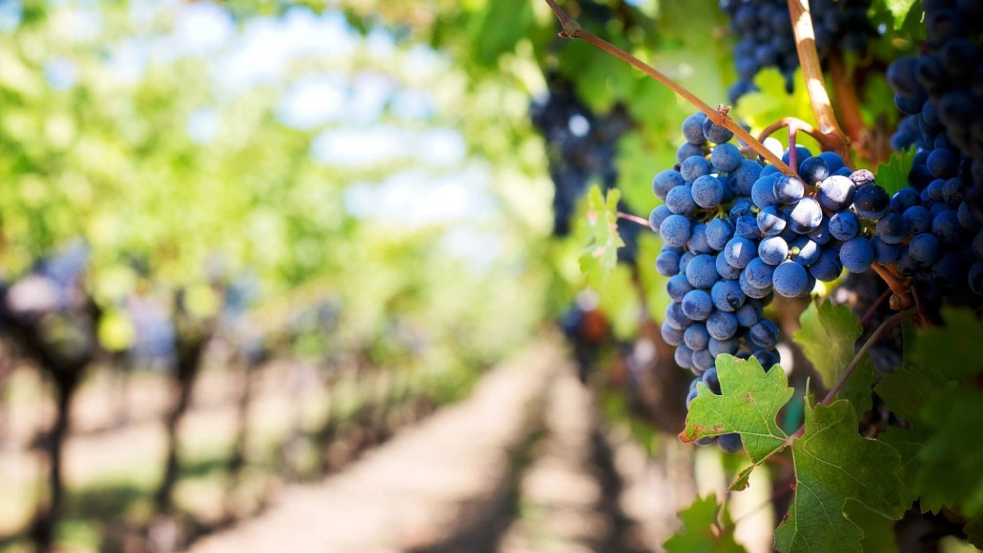 Asse Italia-Francia, arriva in Cattolica la doppia laurea in Agricoltura sostenibile