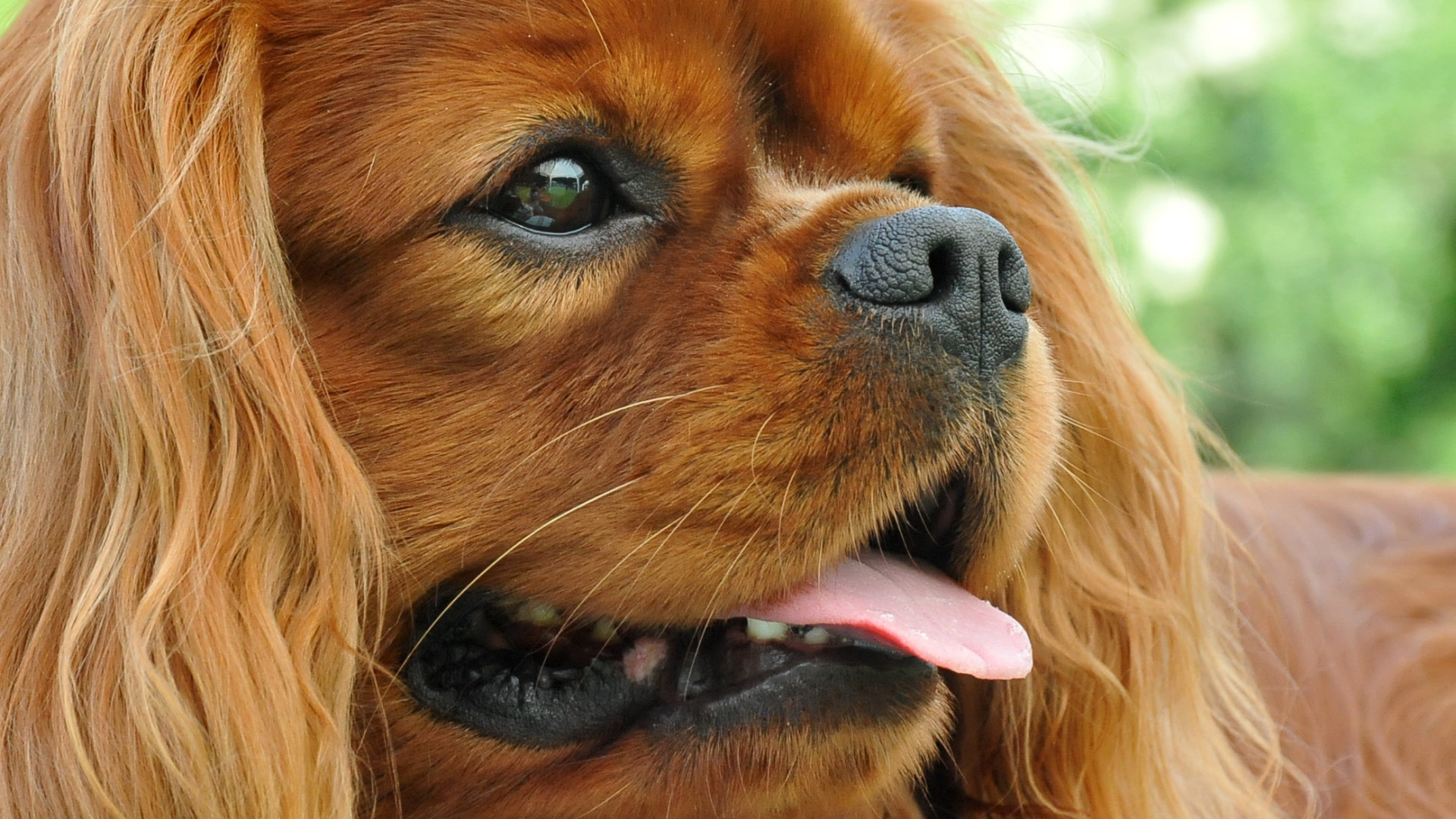 Aiden, lo splendido Cavalier King che punta al titolo italiano di bellezza