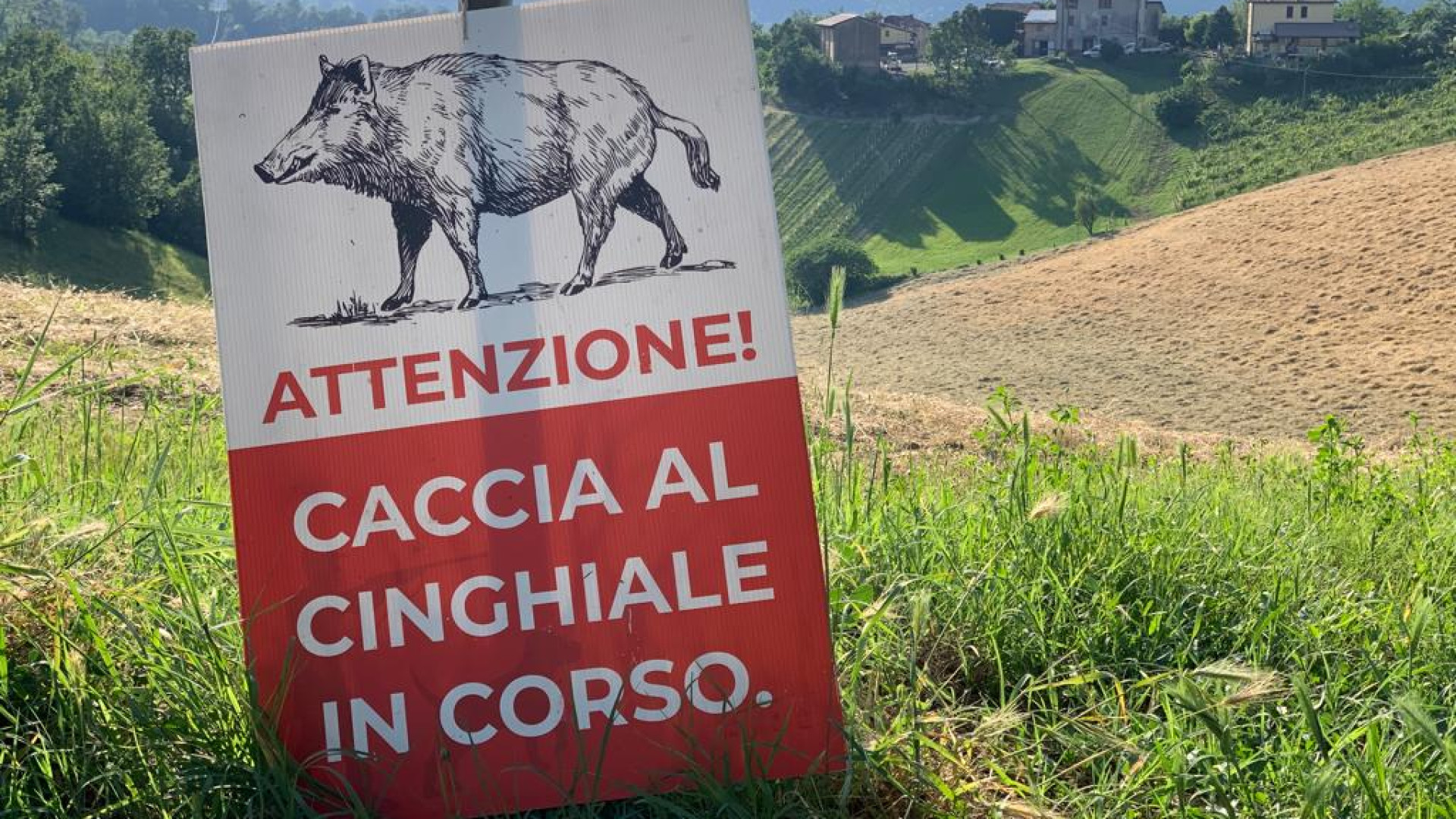 Peste suina "sparita", ma restano le restrizioni: 472 capi abbattuti da inizio anno
