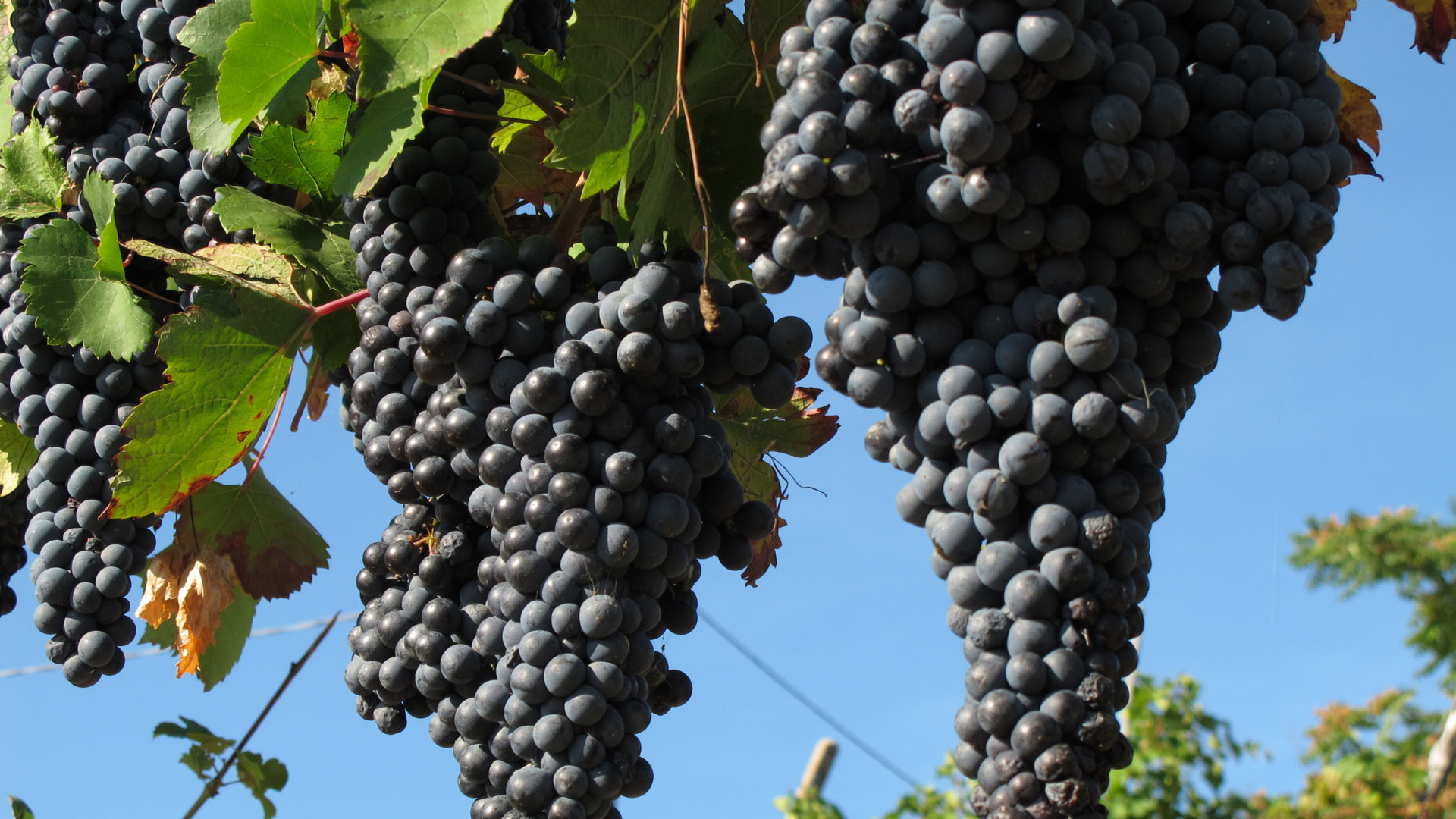 Cantina di Vicobarone: Alessandro Braghieri è il nuovo presidente