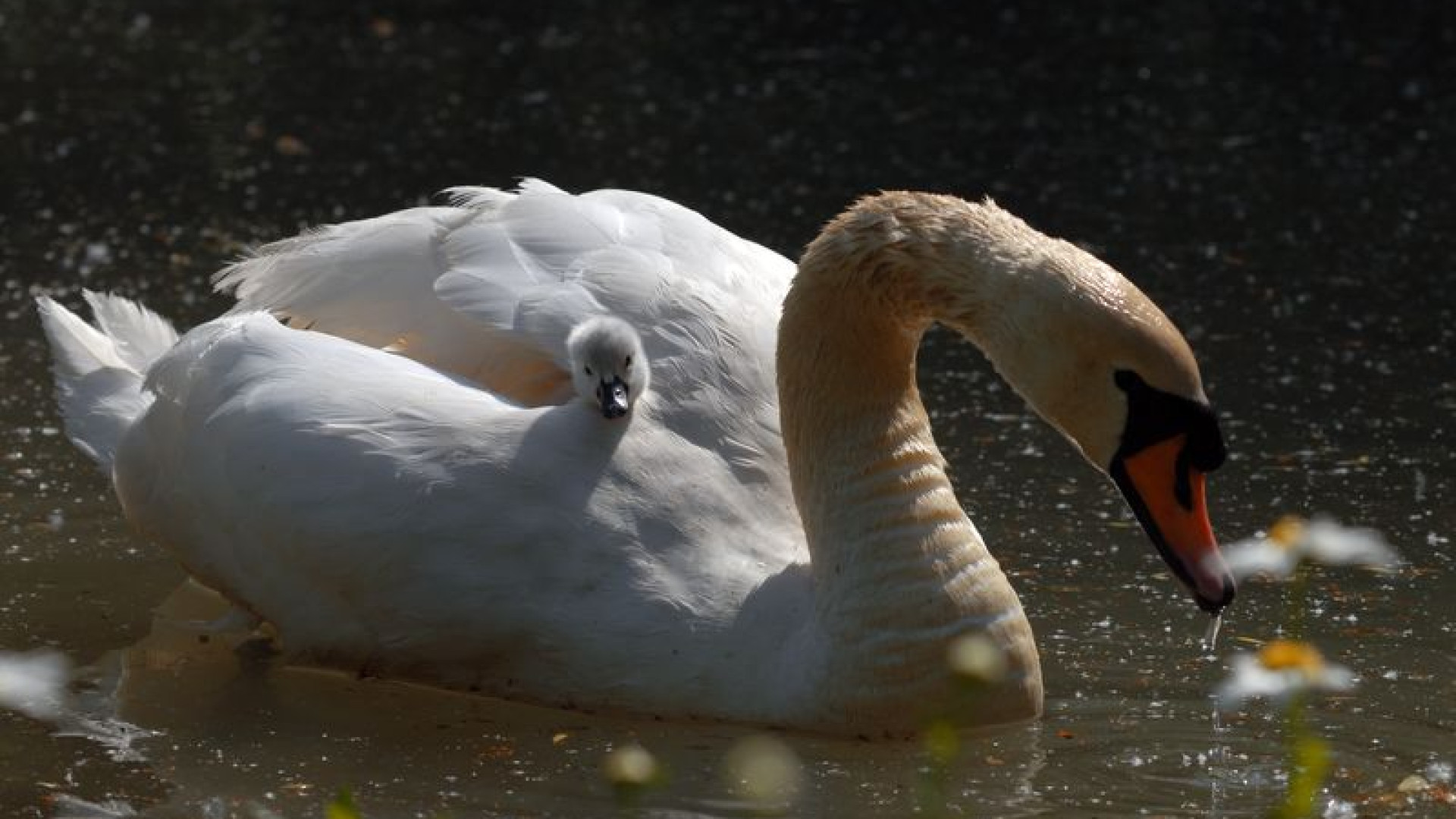 Il fascino del cigno reale lungo il Po: animale fedele per sempre