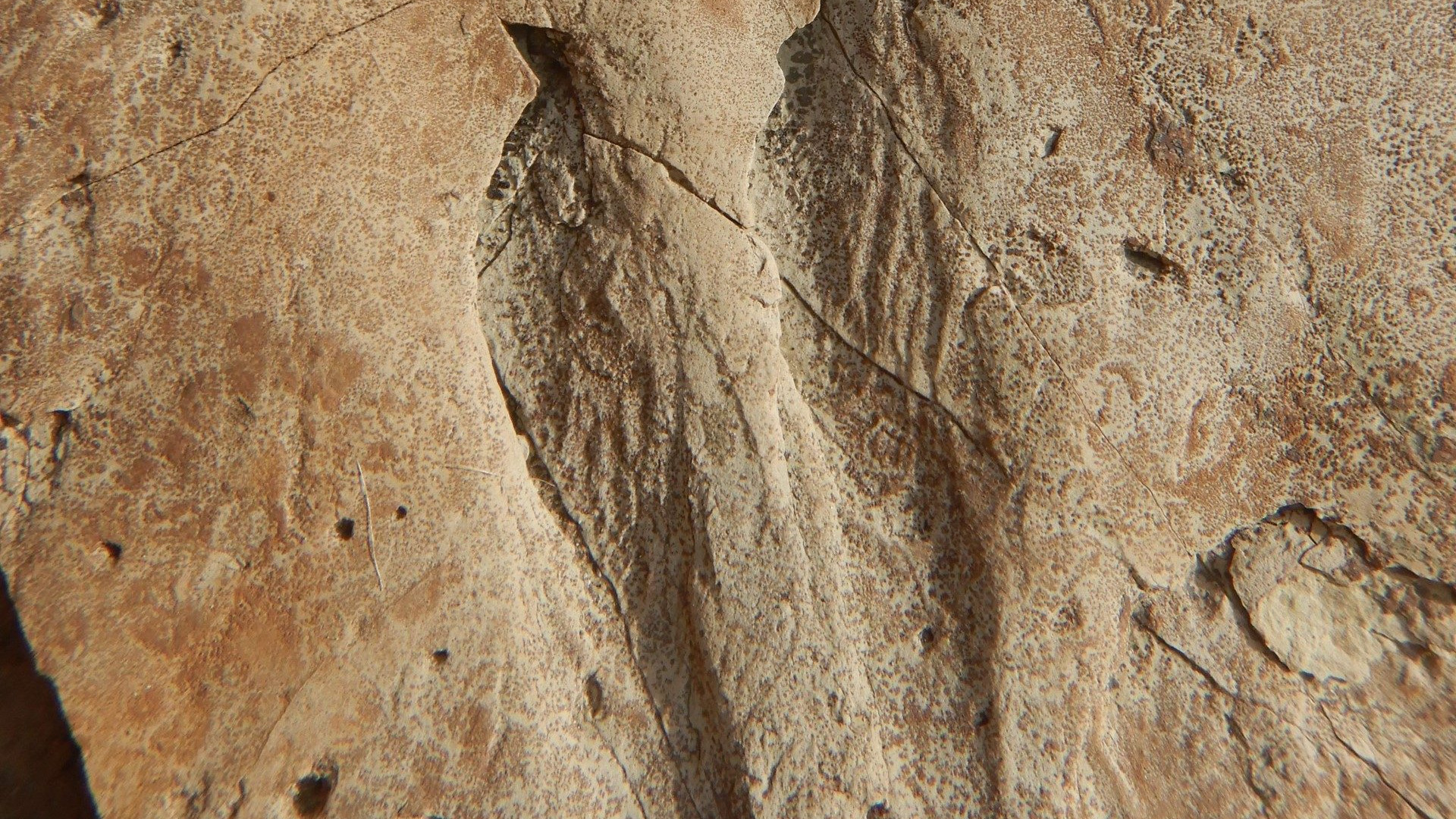 Scoperti fossili di pesci a Quaraglio. Baucon: "Riscritta la storia degli oceani"