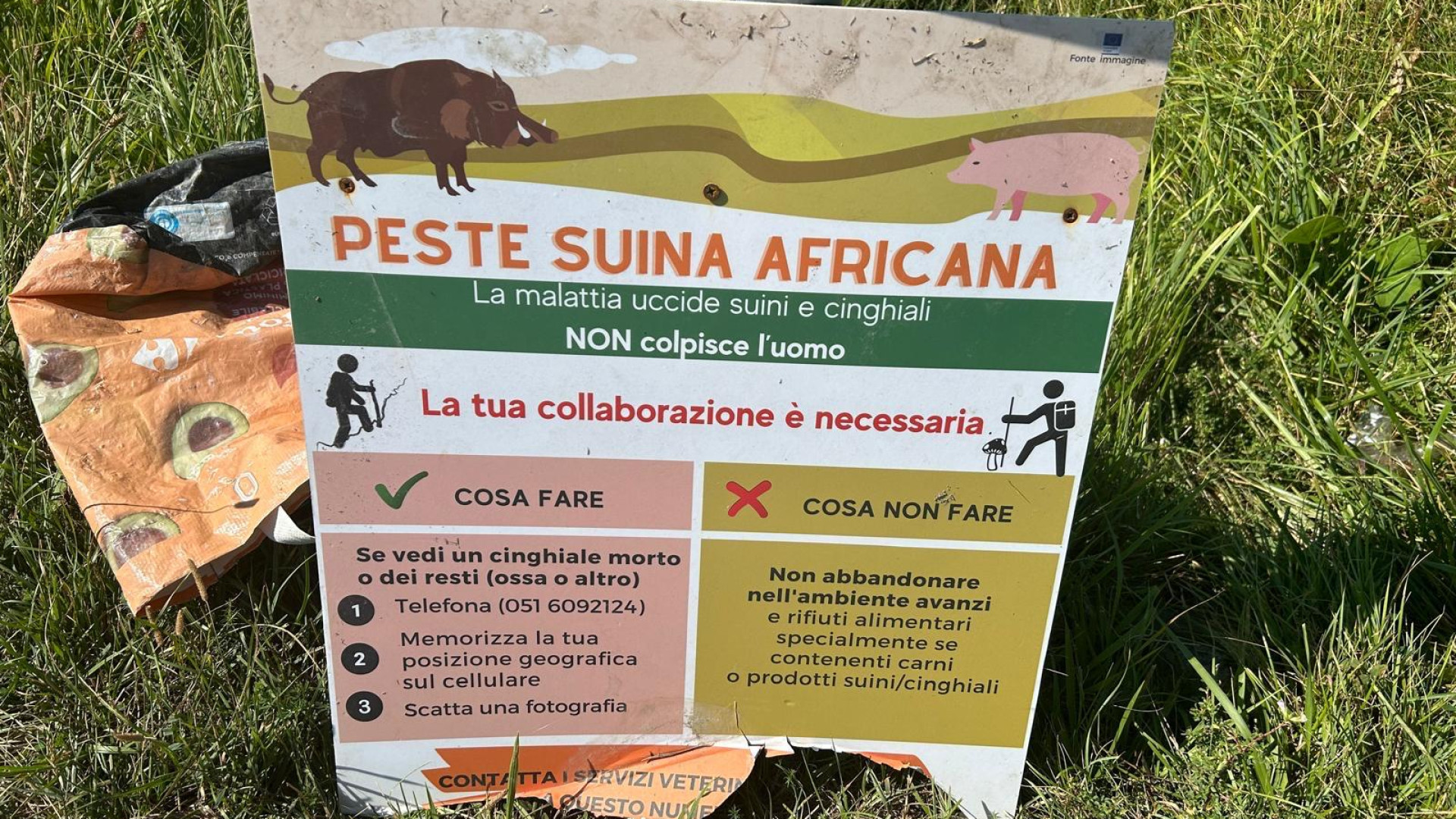 Peste suina, nel Piacentino finanziati cinque progetti per la prevenzione