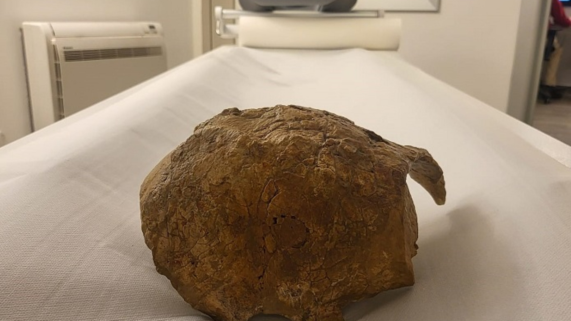 Tecnologia medica al servizio della storia: Tac per un delfino di 2,5 milioni di anni