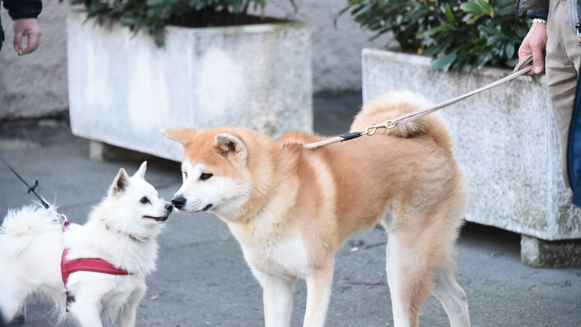 Sagra di Sant'Antonio: calendario ricco di eventi. Il 15 corteo degli animali