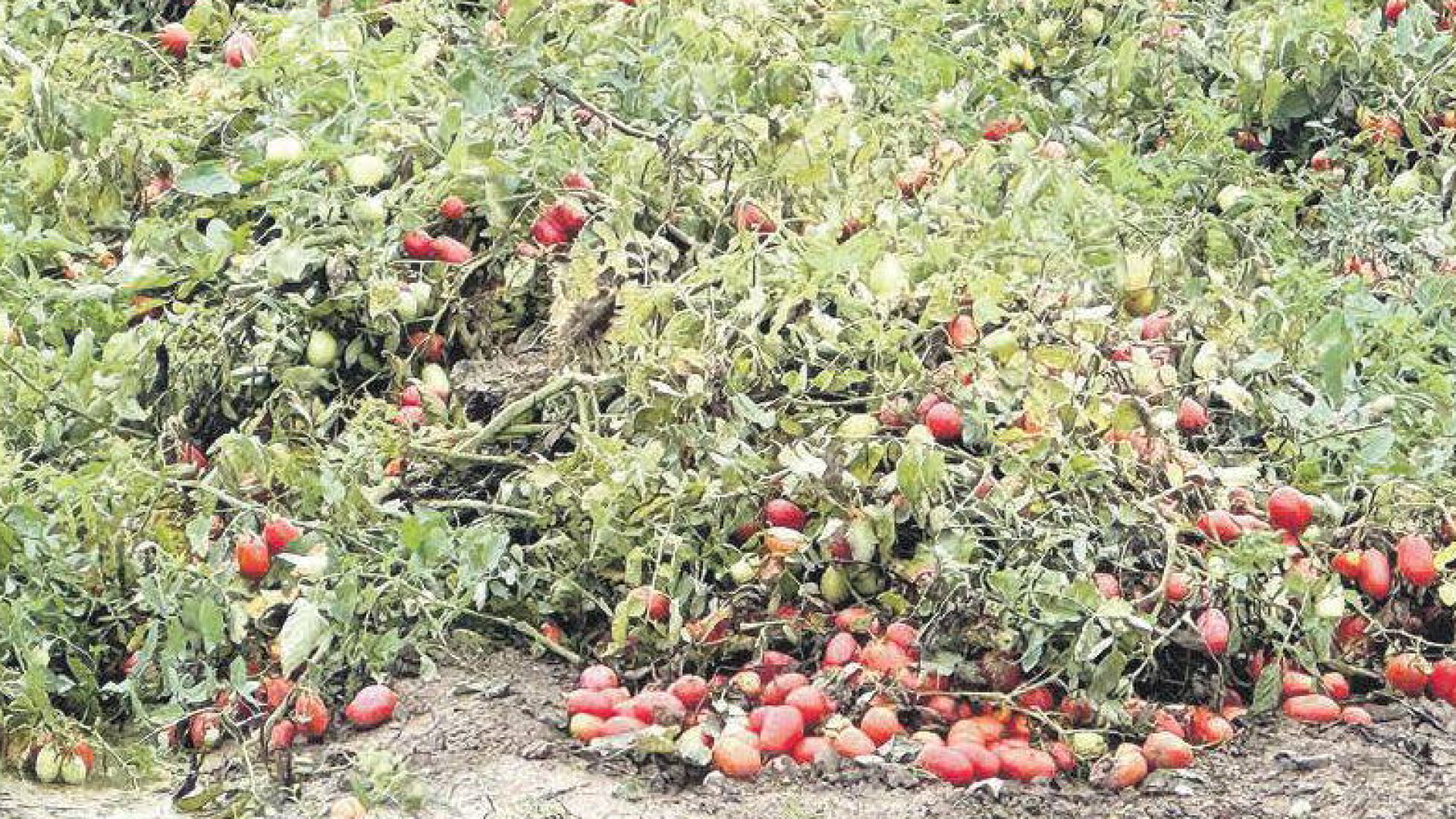 Pomodoro a Piacenza: raccolta ancora in corso, situazione drammatica