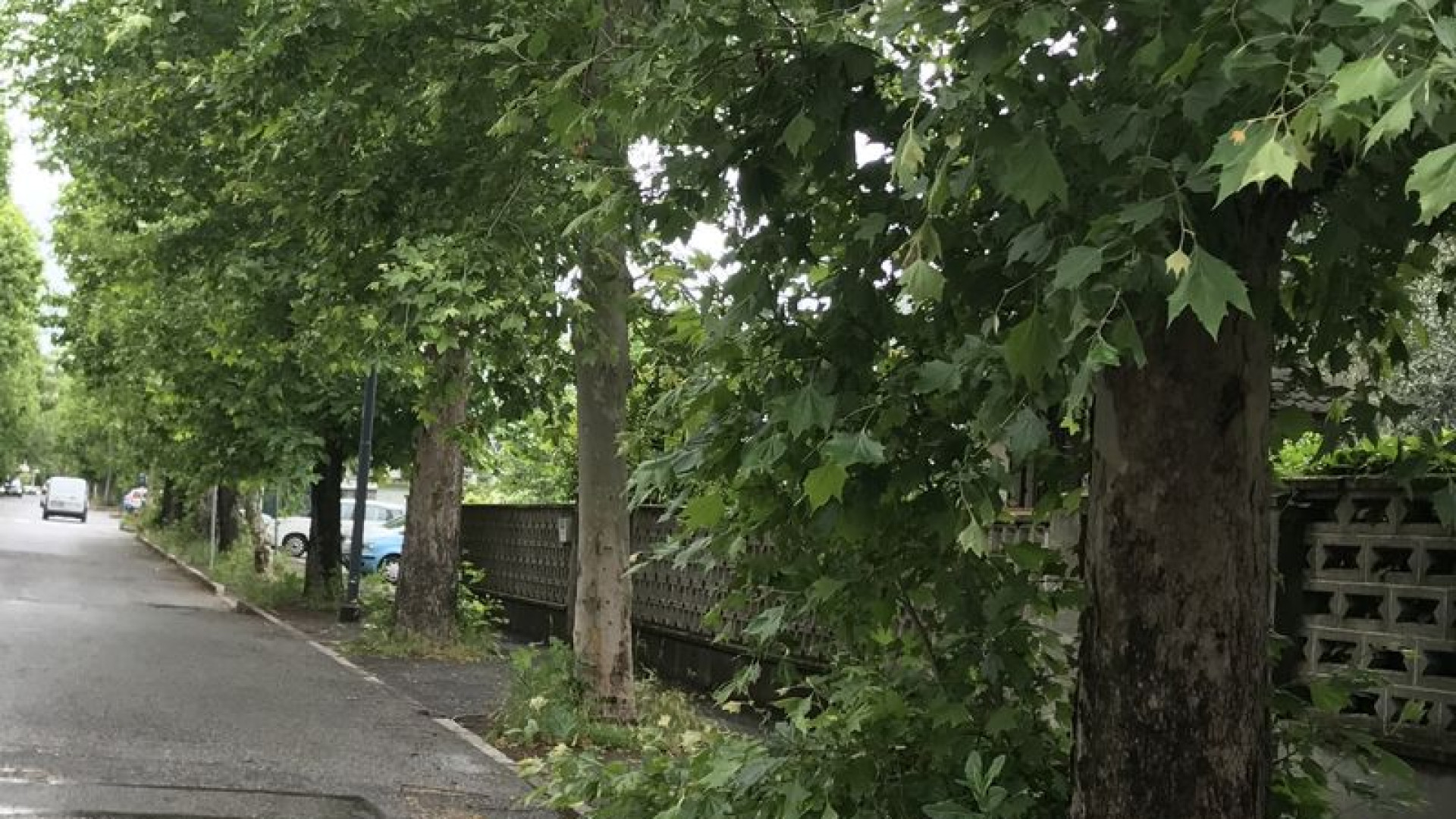 Verde pubblico, al via la manutenzione straordinaria. Bongiorni: "Più potature"