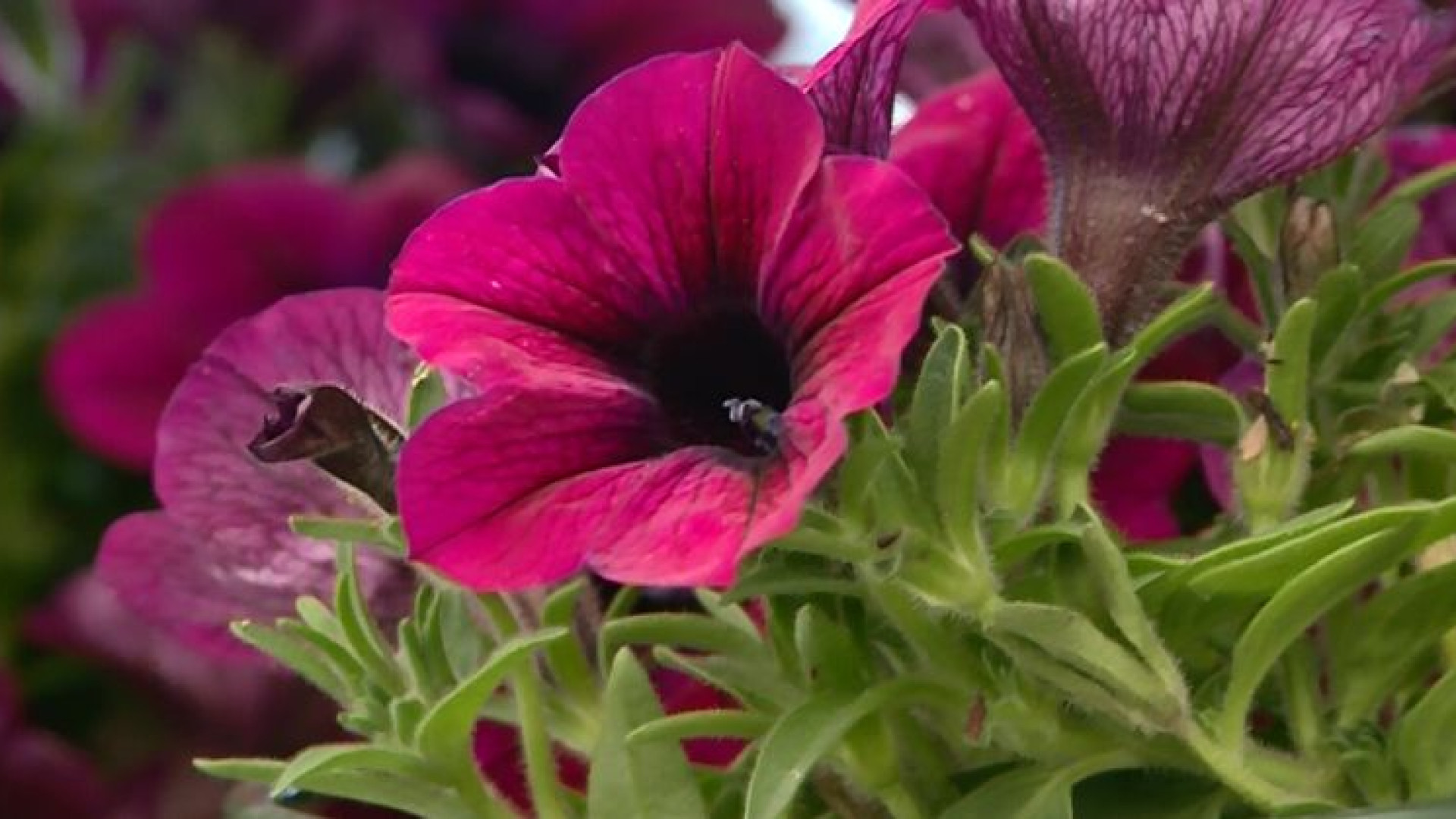 Piante, fiori e rampicanti: tutti i trucchi e i consigli per un balcone rigoglioso