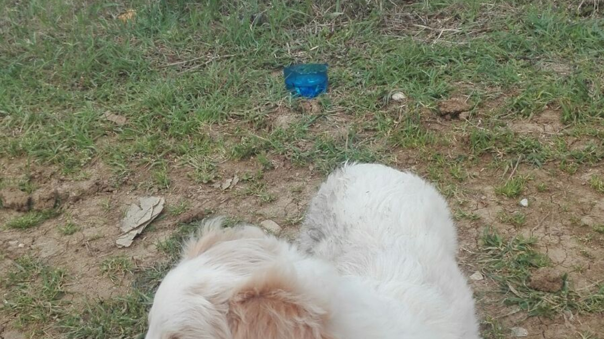 Vagava in un campo vicino alla strada, cucciolo salvato da Metronotte