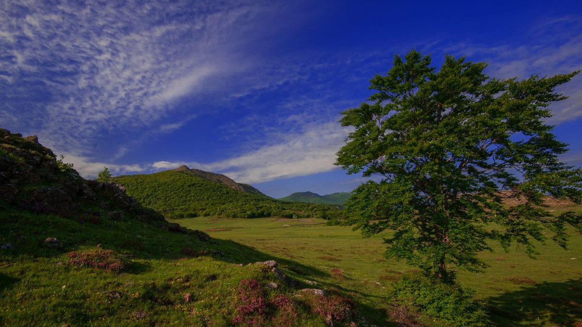 Camminata a Prato Grande alla ricerca della rarissima soldanella alpina