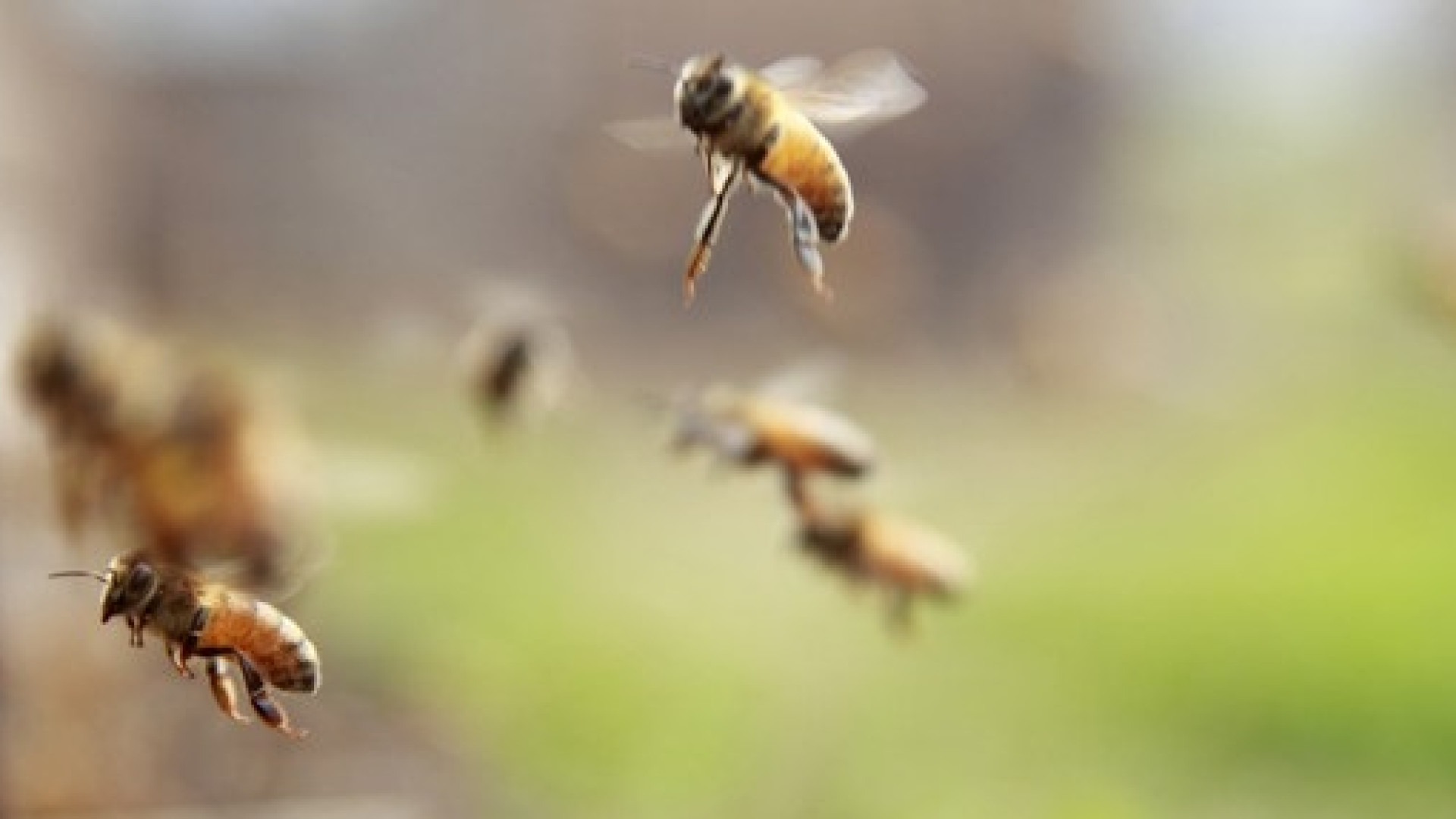 Coldiretti: "Con gli sbalzi termici è allarme api: a rischio il raccolto di acacia"