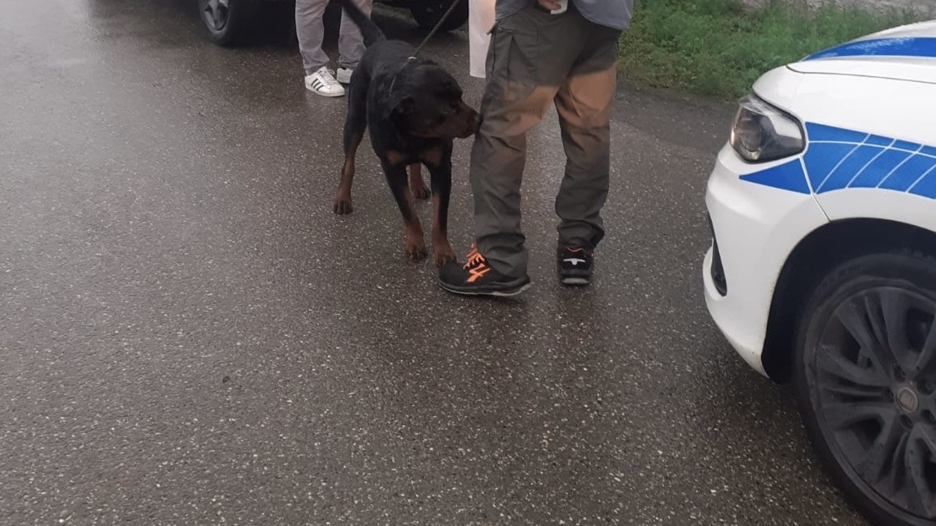 Vagava sulla strada della Mottaziana impaurito, cane salvato da due automobilisti