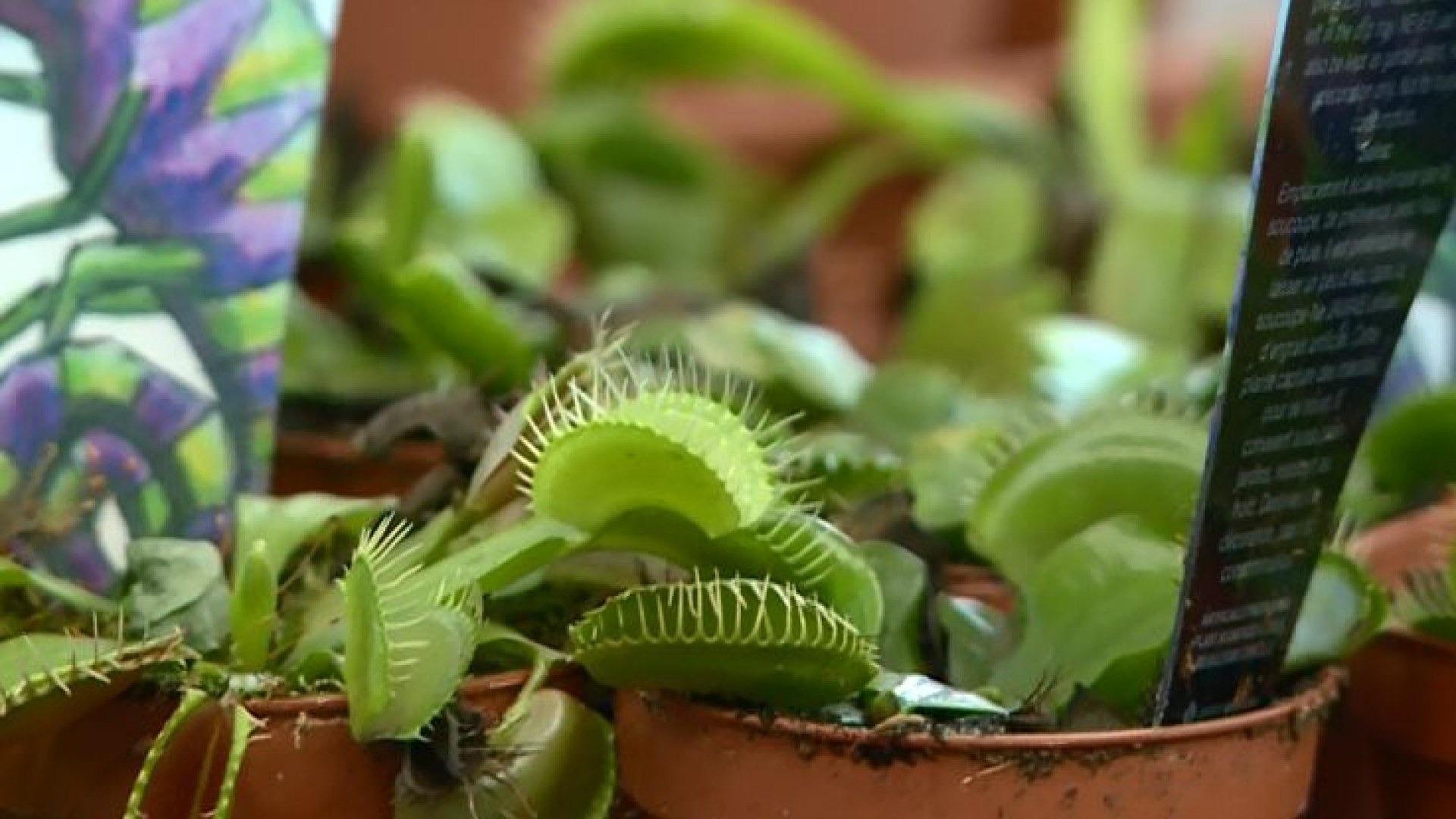 Piante carnivore, rimedio contro gli insetti. I consigli per coltivarle in casa