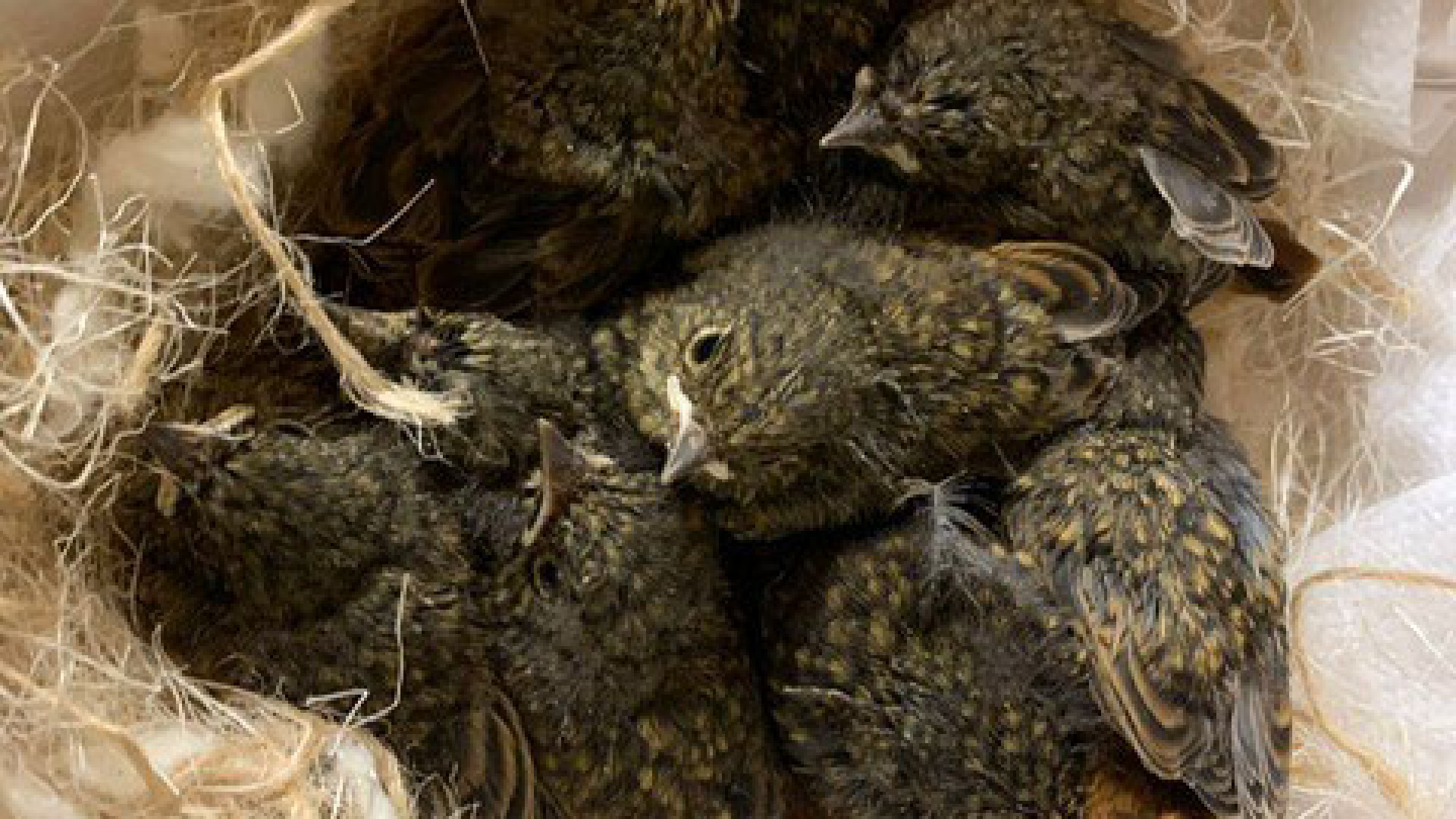 Animali selvatici, anno record: 900 affidati alle cure del Cras. "Servono volontari"